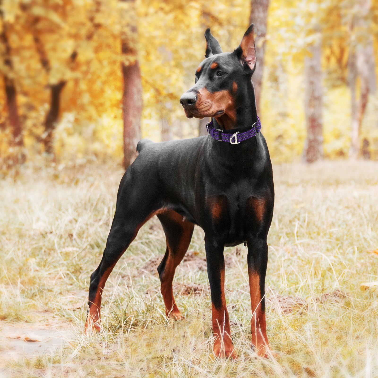 Martingale Collar For Large Dogs With No Buckle,Reflective Nylon Padded Comfort Safe Dog Collar For Training,Nighttime Walking &