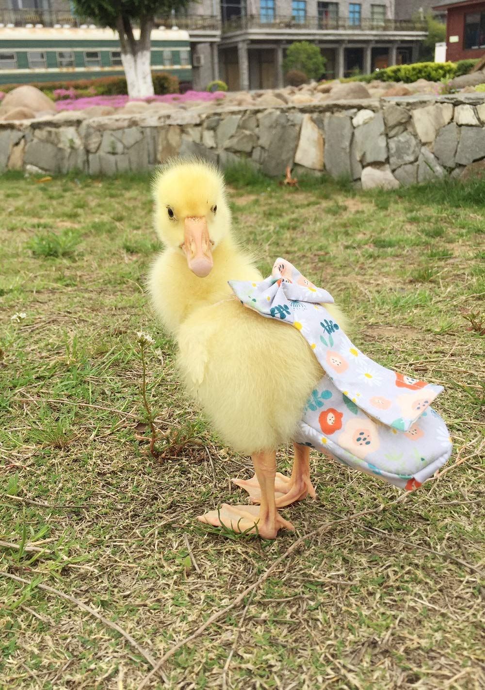 HEZHUO Poultry Diapers, Waterproof, Adjustable, Washable & Reusable - Duck, Chicken & Goose Supplies (2XL:450g-600g)