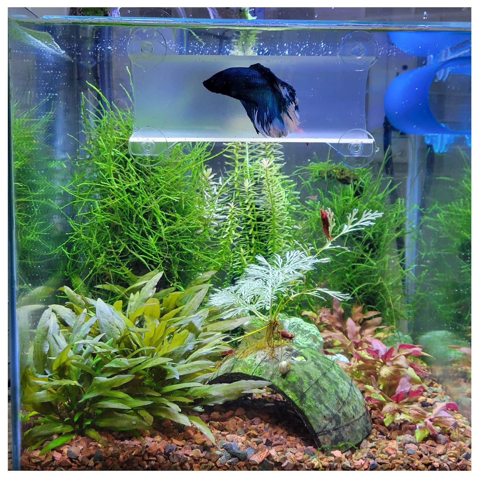 Seeshelter Brand Betta Tunnel (Translucent Clear)