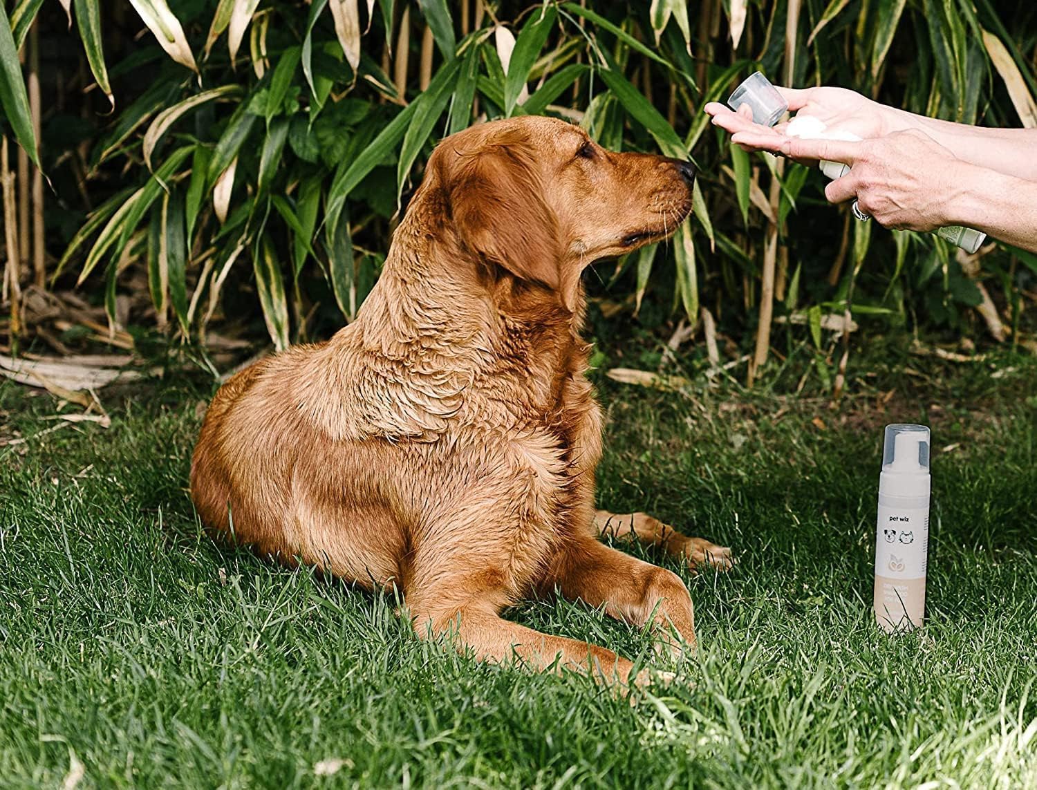 Dry Wash Shampoo For Pets - Soothing & Deodorizing, Natural Ingredients, Quick Drying & No Rinsing Required (Coconut & Oat)