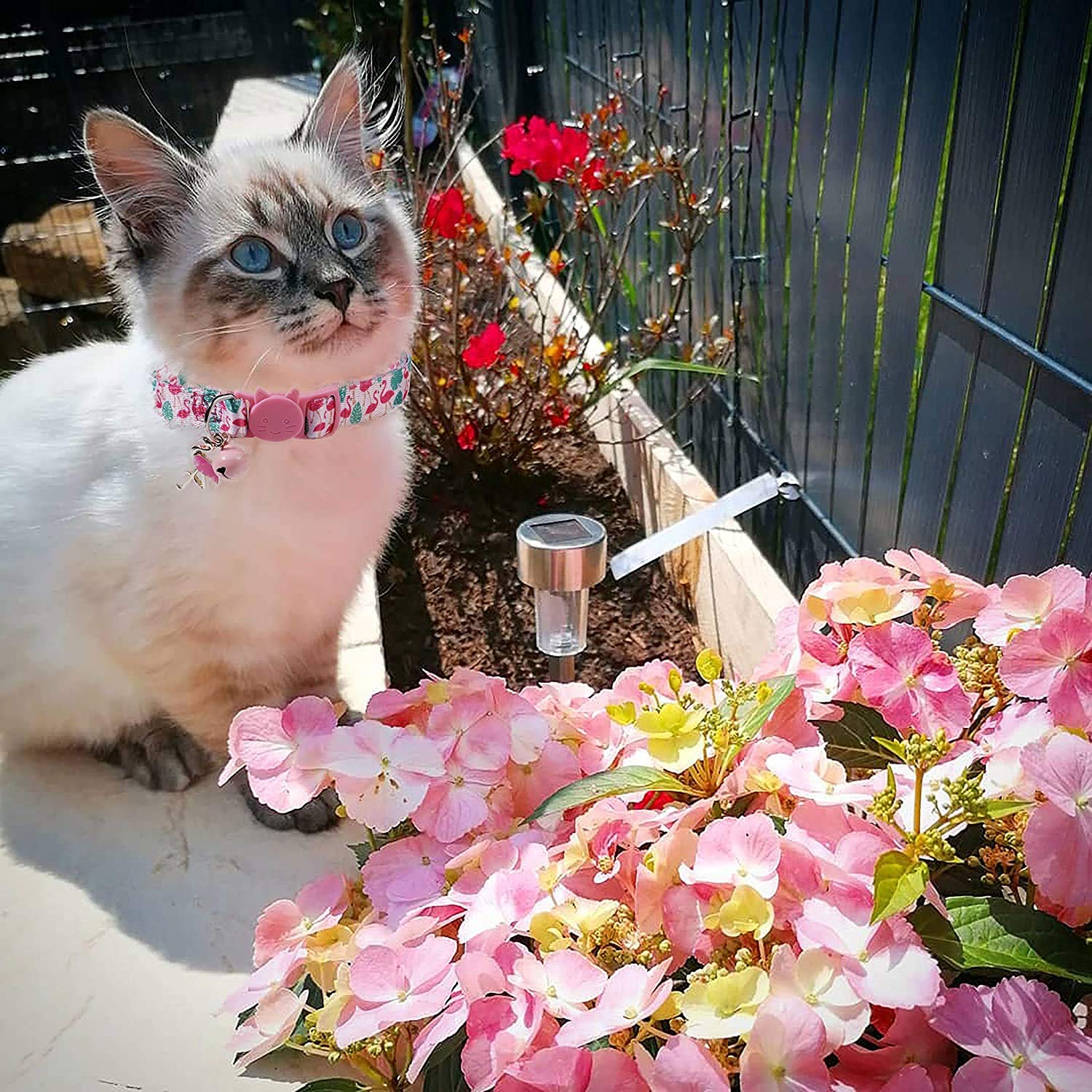 Cactus Cat Collar With Bell And Matching Charm, 2 Pack Breakaway Flamingo Kitten Collar
