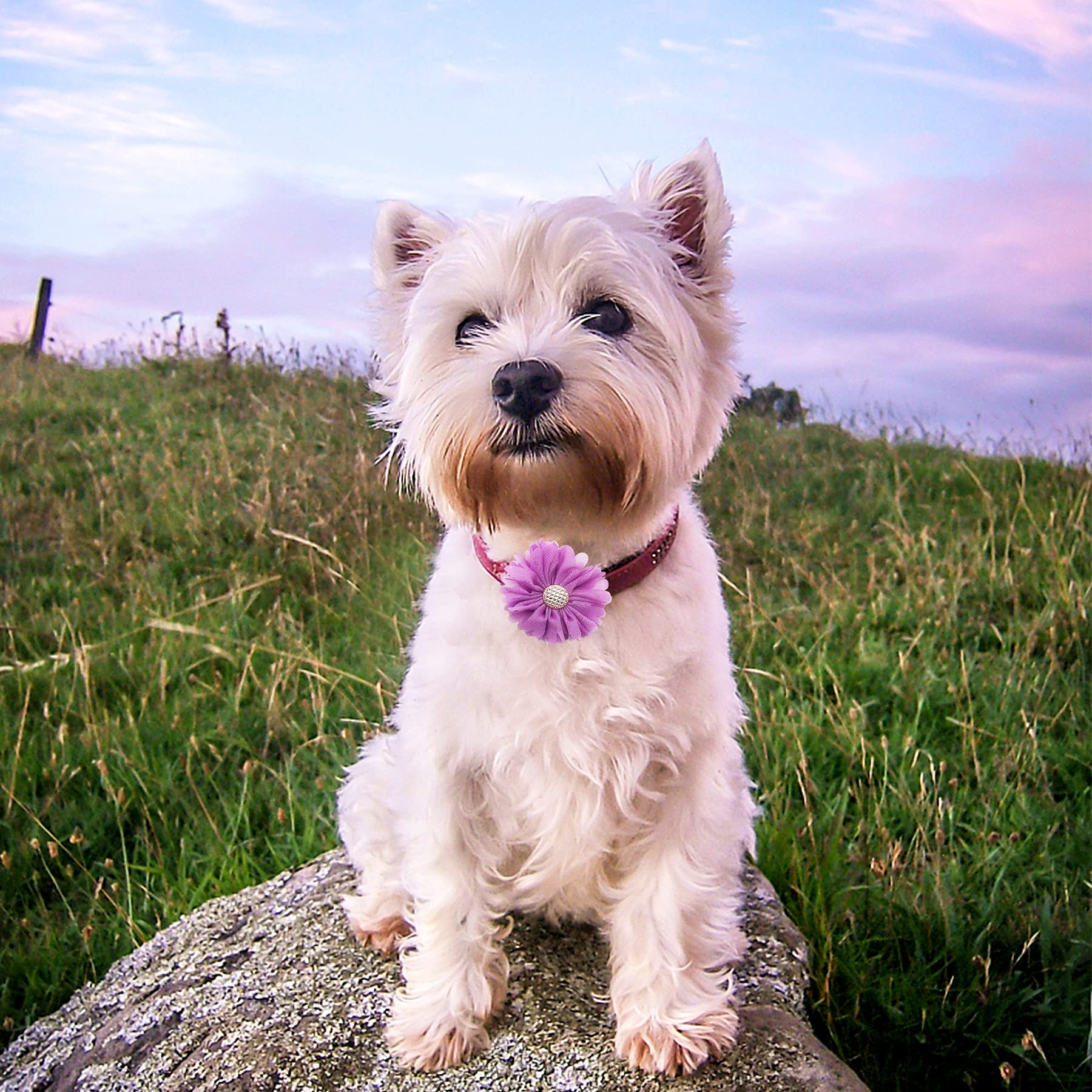 Pet Show 12Pcs Purple Dog Collar Bows And Flowers Attachment For Girls Puppies Cats Female Small Medium Dogs Collars Embellishment Decor For Wedding Birthday Parties Grooming Pet Collar Accessories