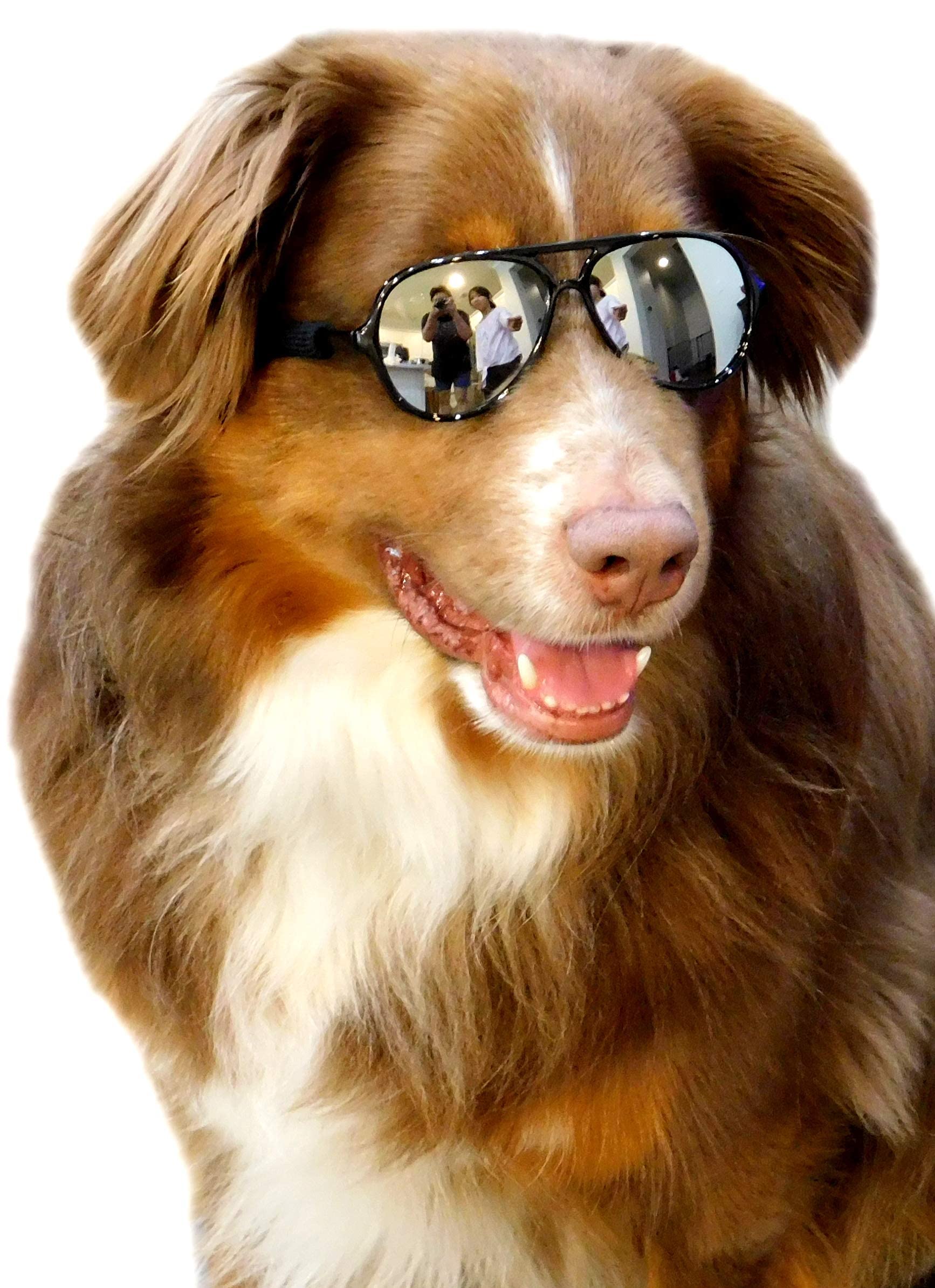 G010 Dog Pet Costume Prop Aviator Sunglasses Medium Breeds 20-40 Lbs (2-Pack Black+Black-Mirror)
