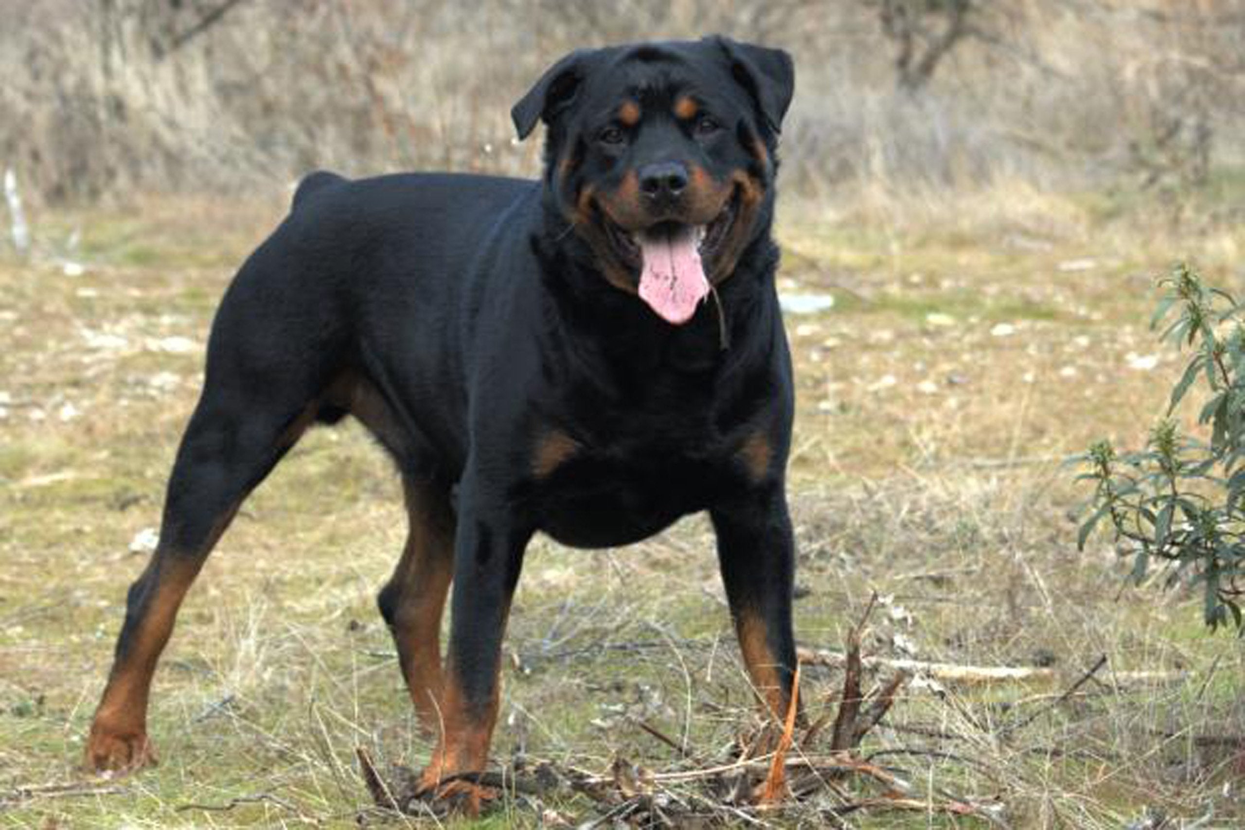 Dean and Tyler Wire Basket Muzzle, Size No. R4 - Large Rottweiler