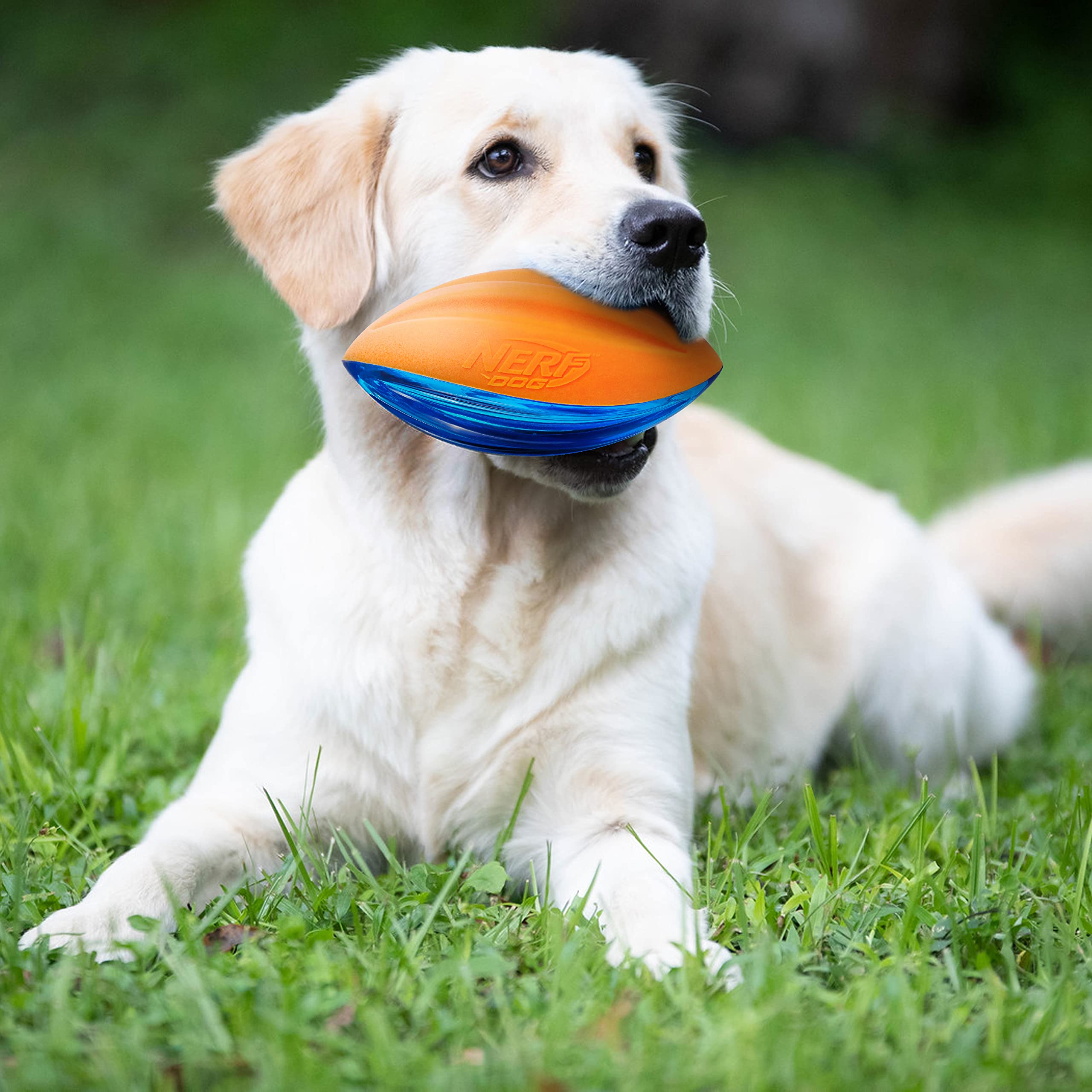Nerf Dog Rubber Football Dog Toy With Interactive Squeaker, Lightweight, Durable And Water Resistant, 6 Inches, For Medium/Large Breeds, Single Unit, Blue And Orange