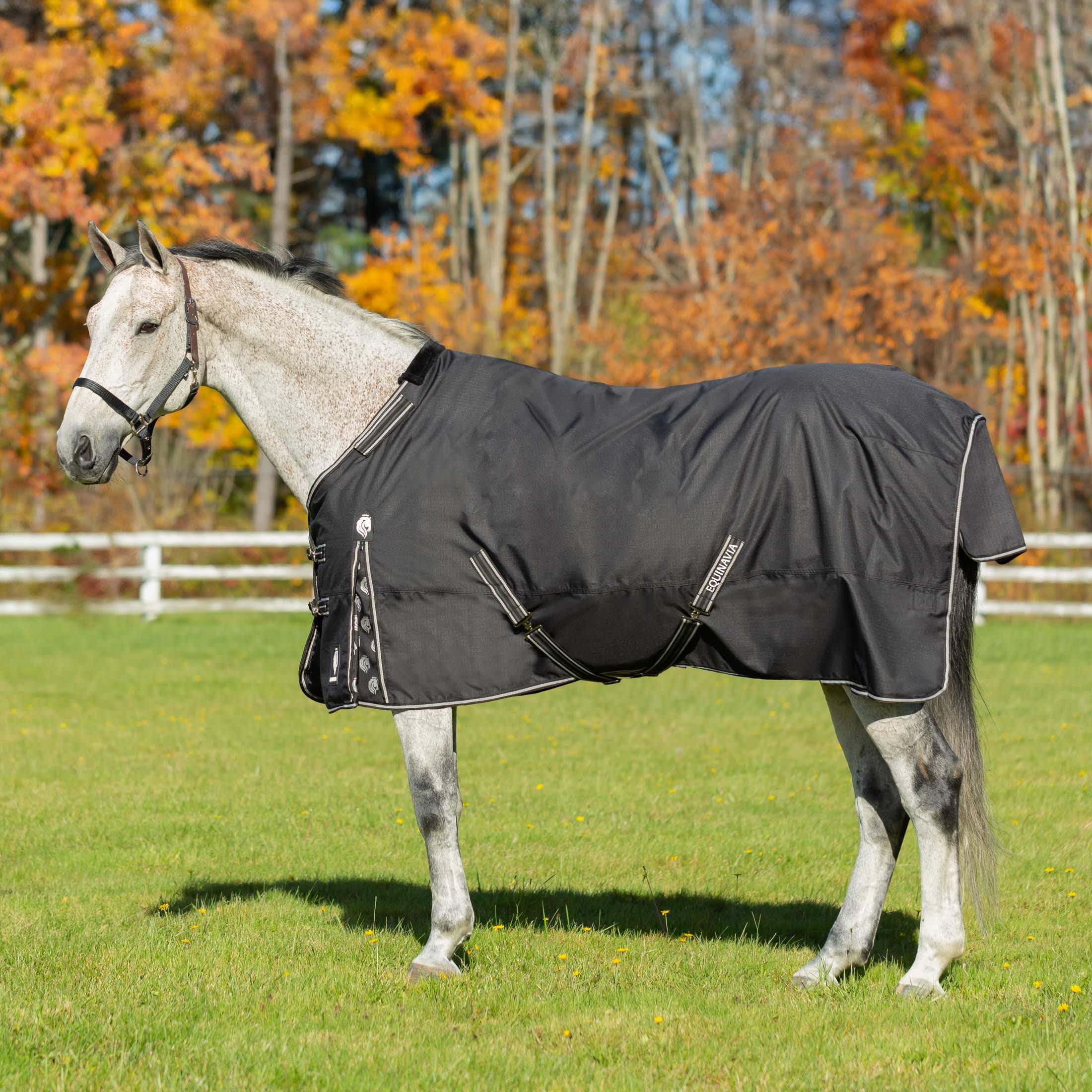 Equinavia Norse 200G Medium Weight Horse Blanket | Waterproof Winter Turnout - Black - 66 In - Black - 84 In