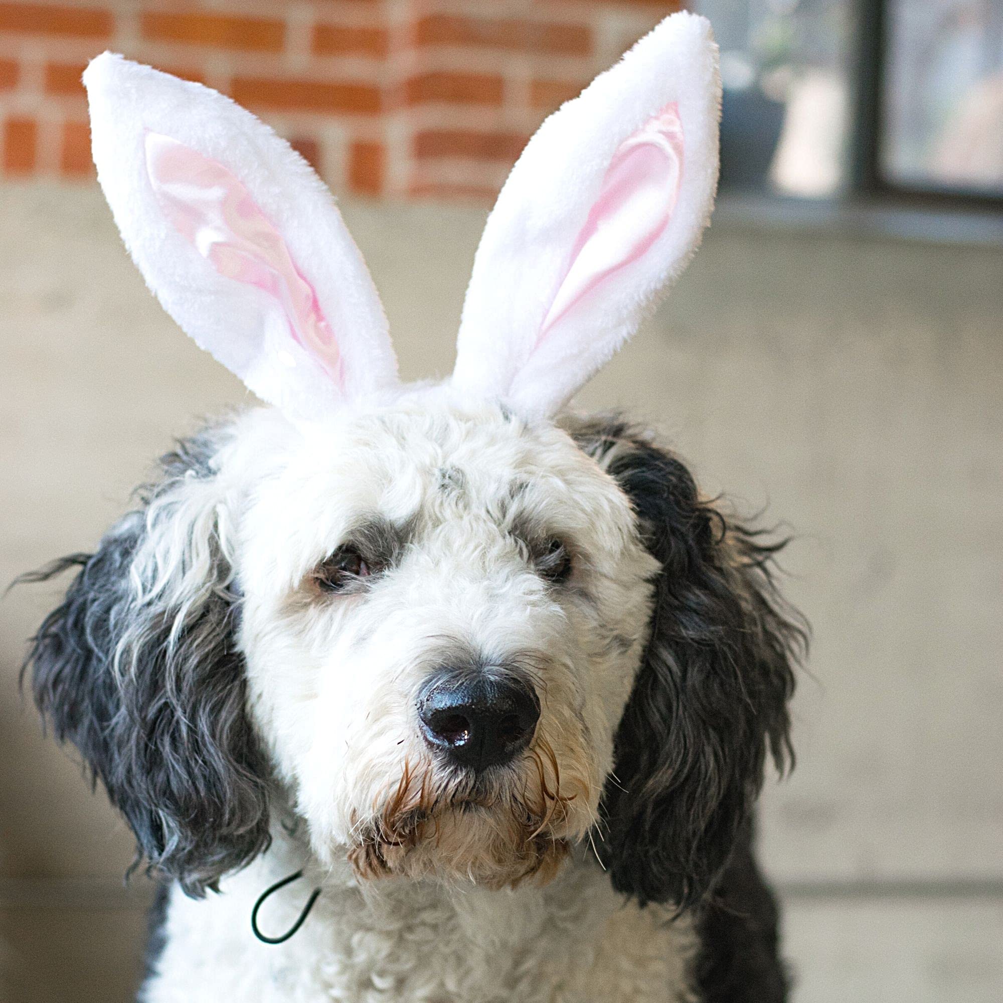 Midlee White Bunny Ears For Dogs With Tail (Large)