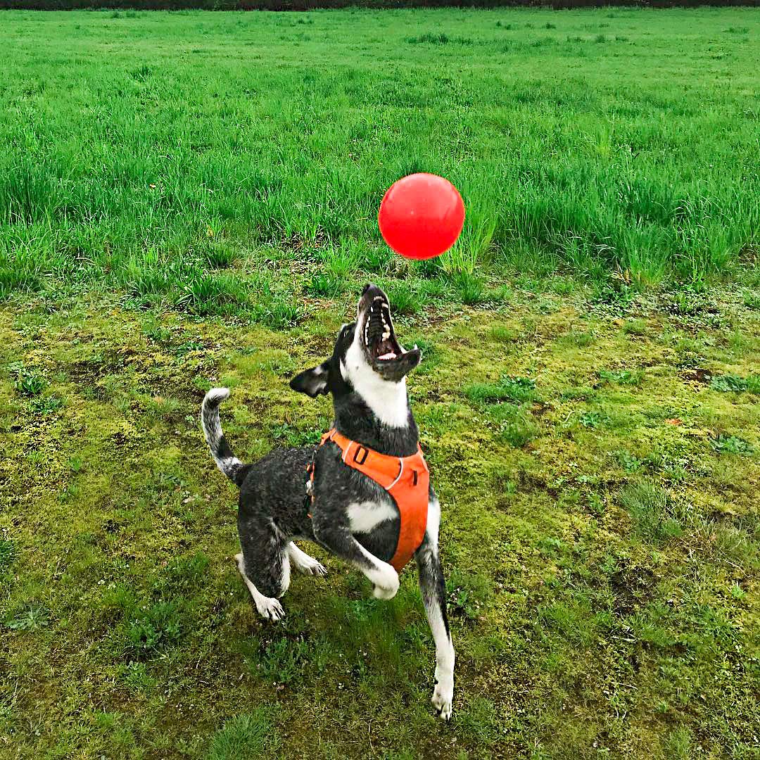 Jolly Pets Bounce-N-Play Dog Toy Ball, Orange, 4.5 Inches/Small, Model Number: 2545 Or