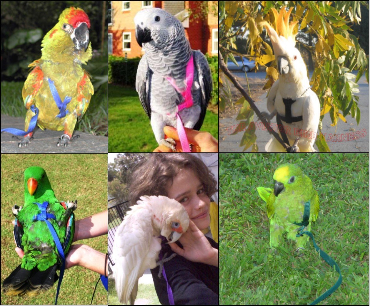 The Aviator Pet Bird Harness And Leash: Medium Silver
