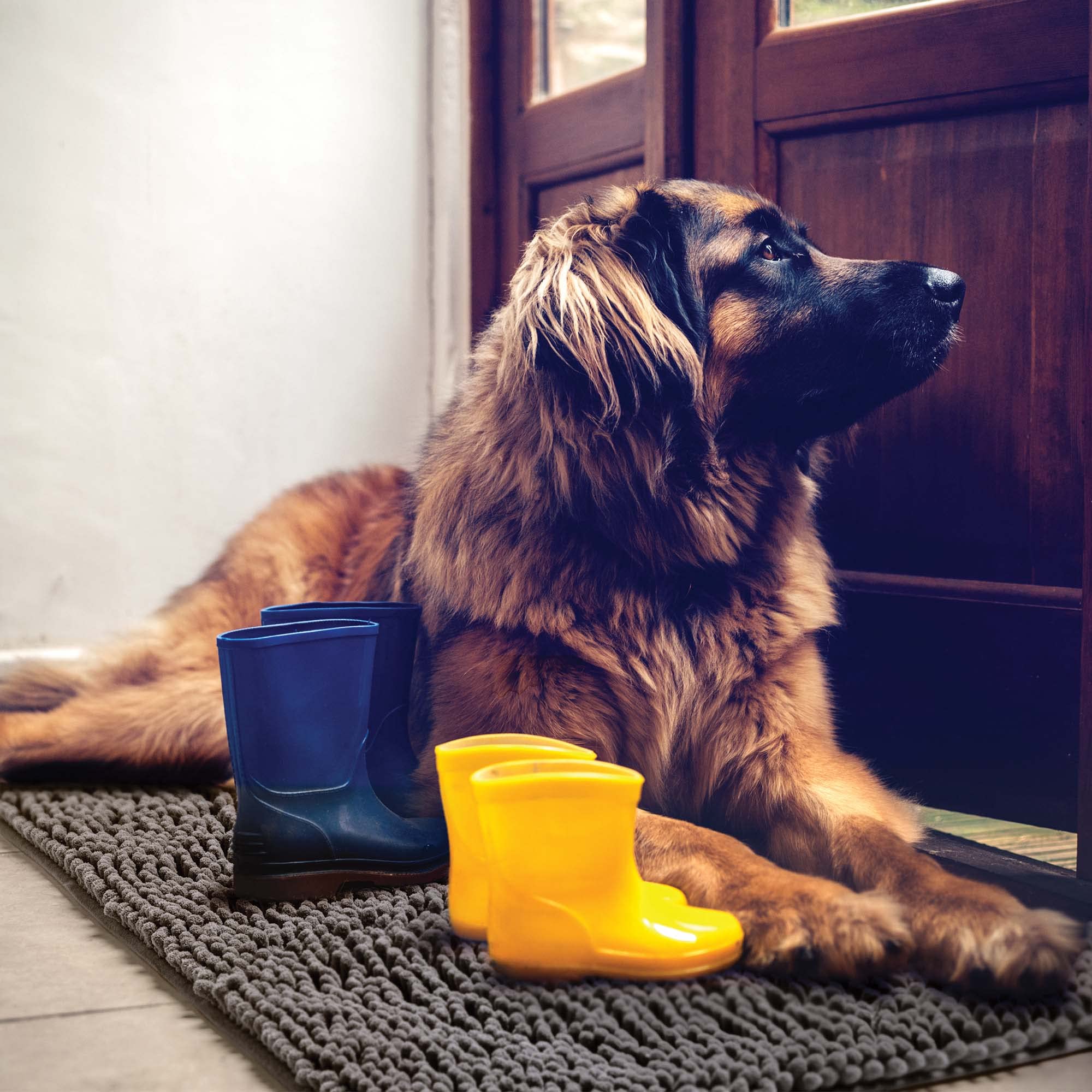 DogBuddy Dog Door Mat for Muddy Paws, Absorbent Microfiber Pet Rug, Waterproof Non-Slip Doormat, Washable Rugs for Dogs, Entrywa