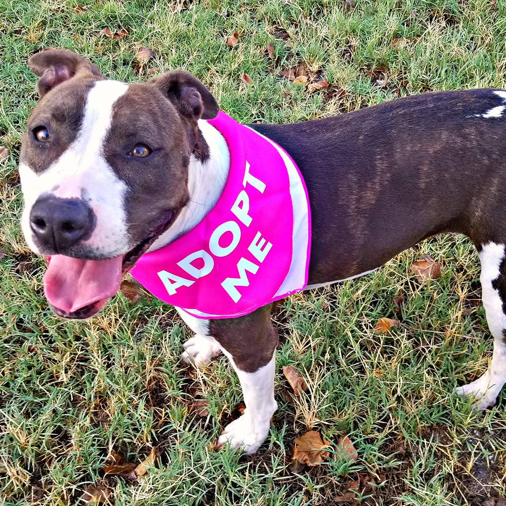 Max And Neo Dog Bandanas - We Donate 1 For 1 To Dog Rescues For Every Product Sold (5 Pack, Blind)