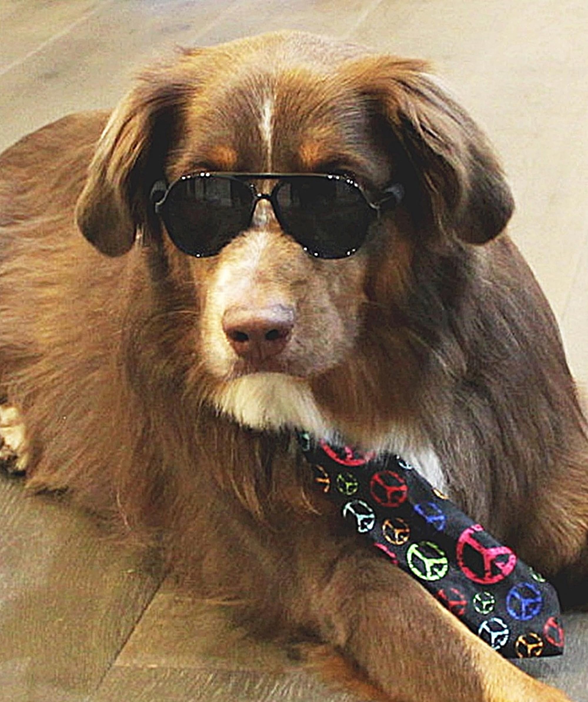 G010 Dog Pet Costume Prop Aviator Sunglasses Medium Breeds 20-40 Lbs (2-Pack Black+Navy Blue)