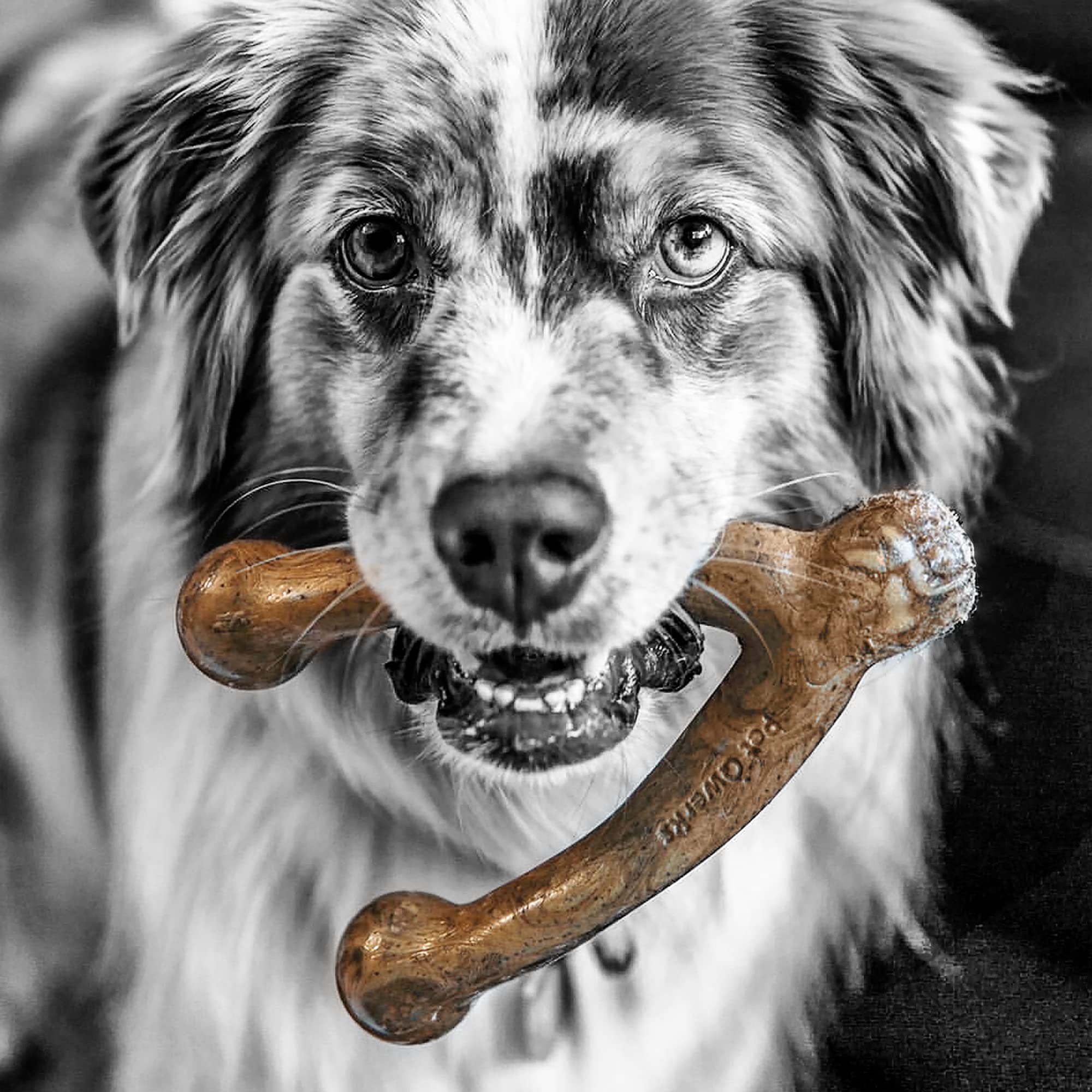 Pet Qwerks Wishbone Barkbone - Nylon Chew Toy For Aggressive Chewers - Bacon Flavor - 6.75''