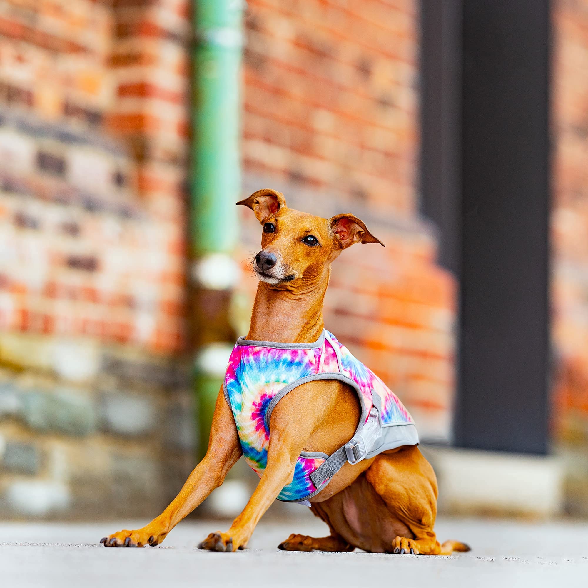 Canada Pooch Dog Cooling Vest - Evaporative Cooling Vest For Dogs With Breathable Mesh Material & Reflective Lining, Adjustable For Dogs 8 (7-9' Back Length), Tie Dye