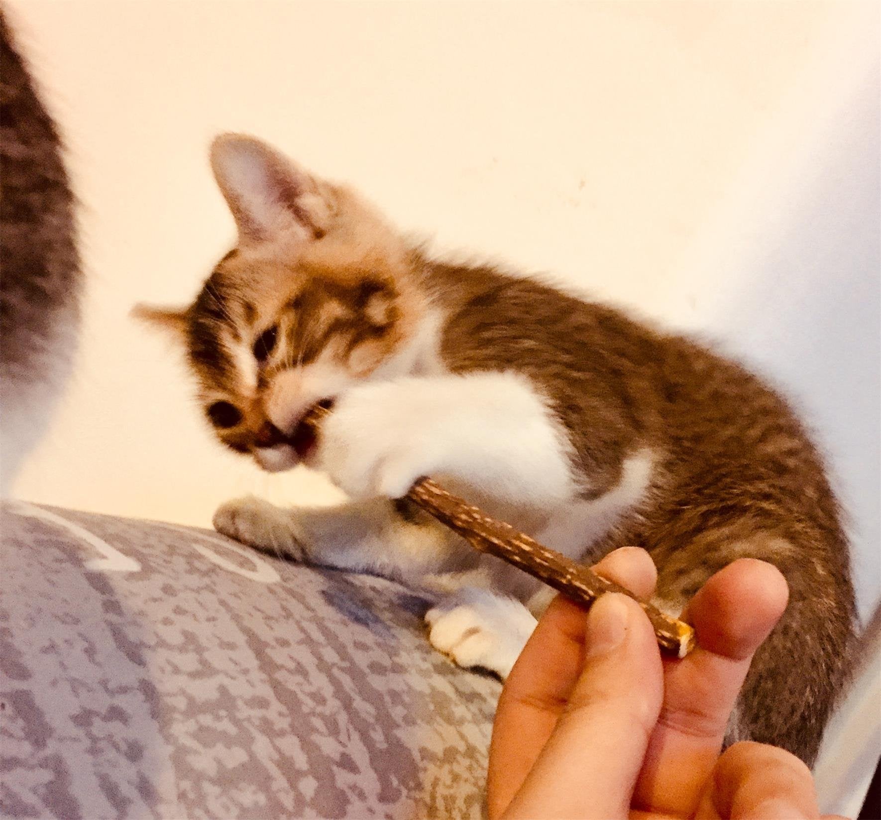 Cxp Good Goods Silvervine Sticks Cat Toys,Natural Matatabi Catnip Chew Sticks For Cat Kitten,Cat Teeth Molar Teeth Cleaning(26 Pcs)