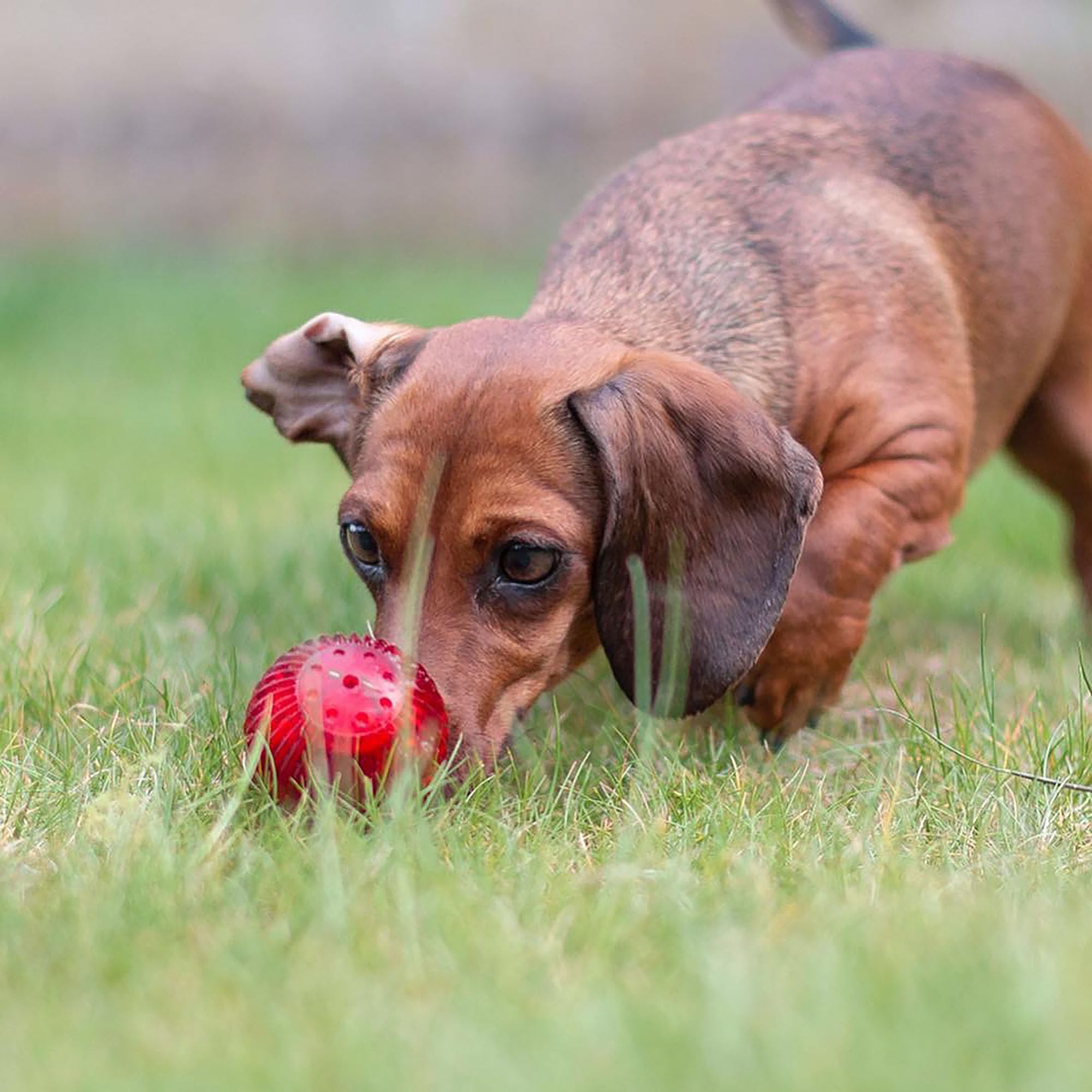 Pet Qwerks Blinky Babble Ball - Flashing Interactive Dog Toy - Small - Red - Rubber - Model BLBB3