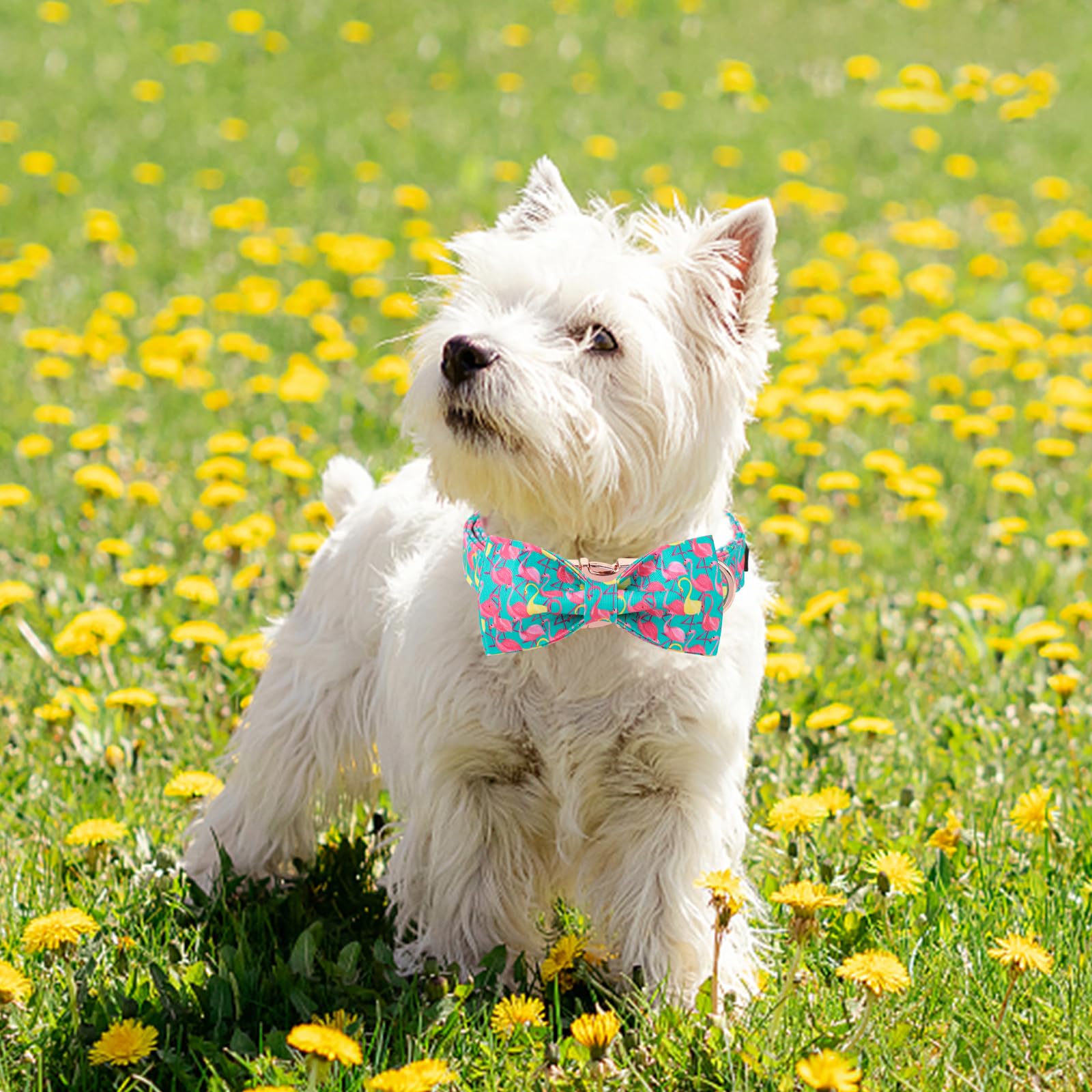 Unique Style Paws Summer Dog Collar With Bow, Flamingo Bow Tie Dog Collar,Cute Puppy Collar Green Dog Bow For Girl,Boy Dogs,M,13