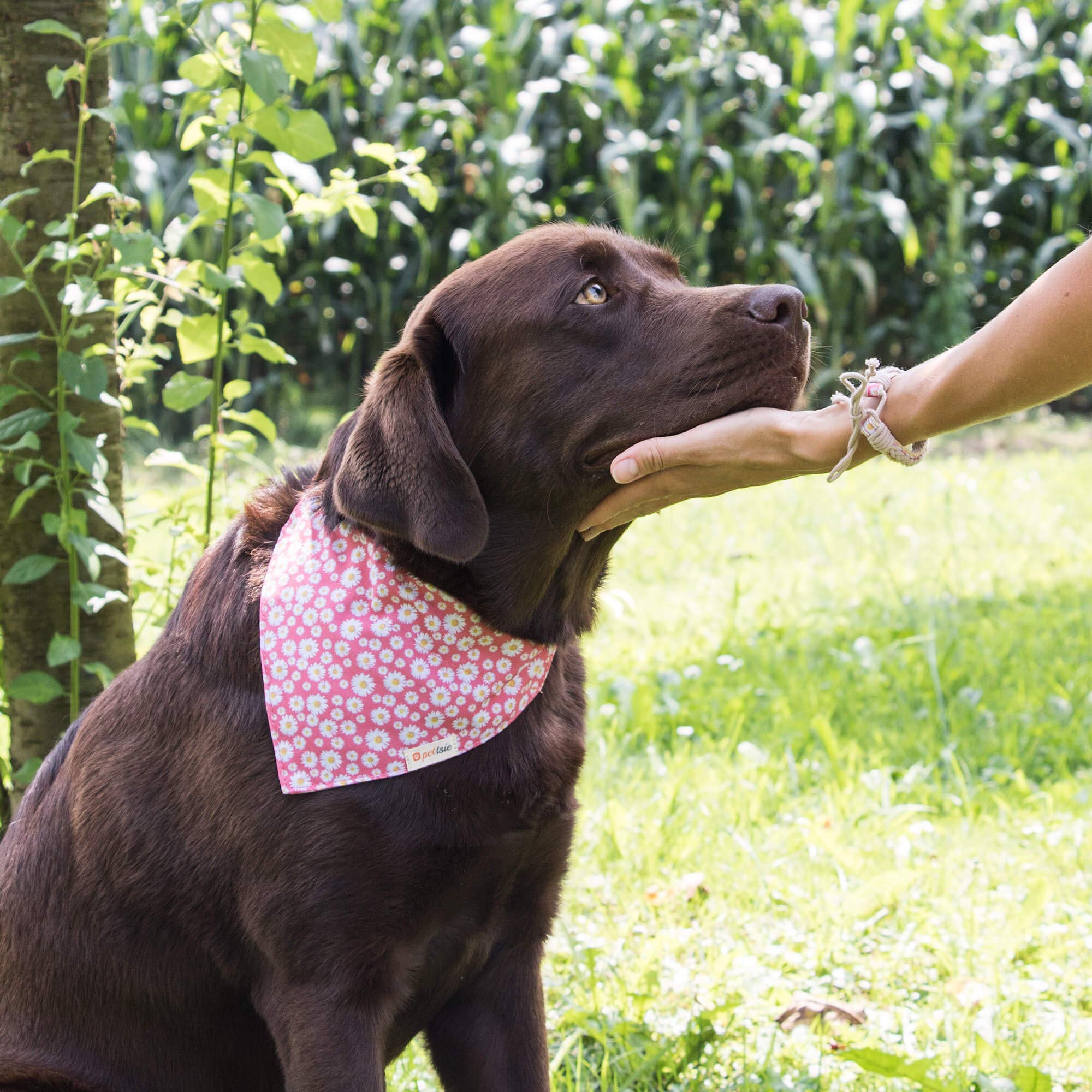 Pettsie Matching Dog Collar, Bandana, Friendship Bracelet, Durable Hemp, 3 Adjustable Sizes, Comfortable And Soft For Sensitive Skin, Carton Box, Strong D-Ring For Easy Leash Attachment, S, Pink