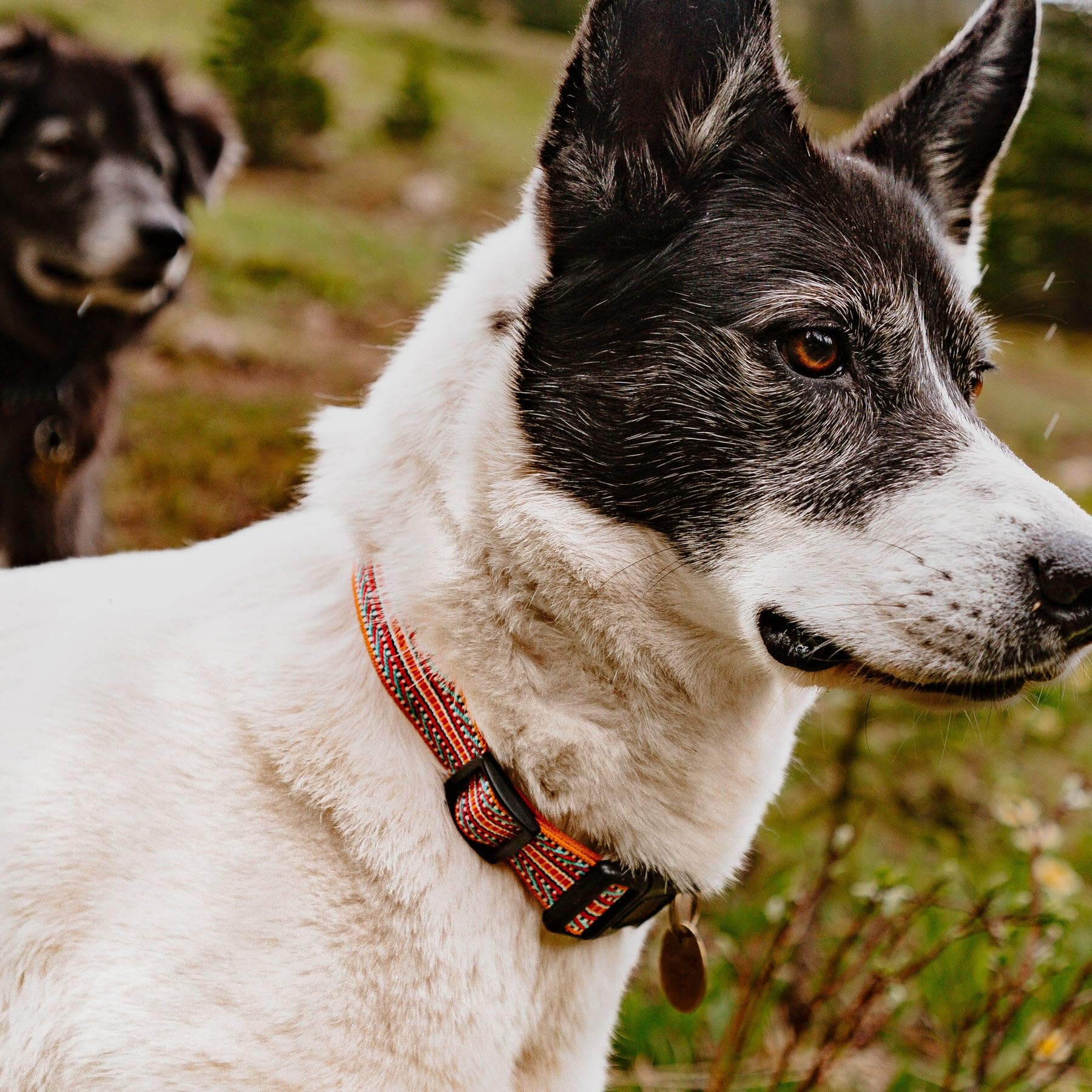 Wilderdog Ultralight Collar Series For Dogs - Medium - Sienna