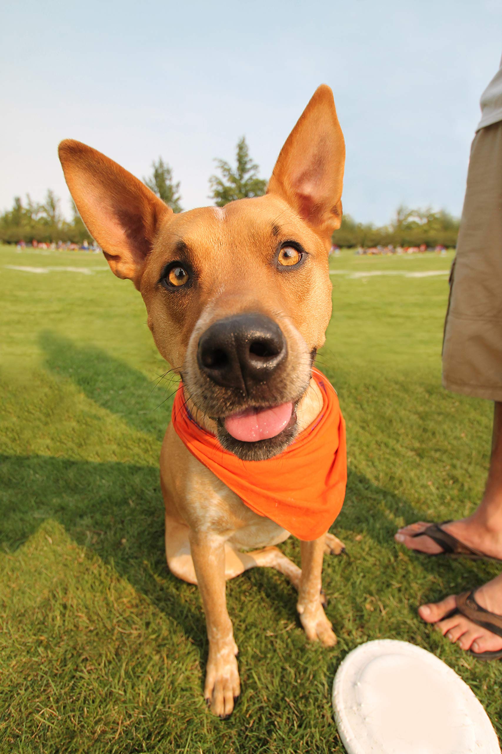 9 Pack Solid Polyester Dog Neckerchief Triangle Bibs - Extra Large (Orange)