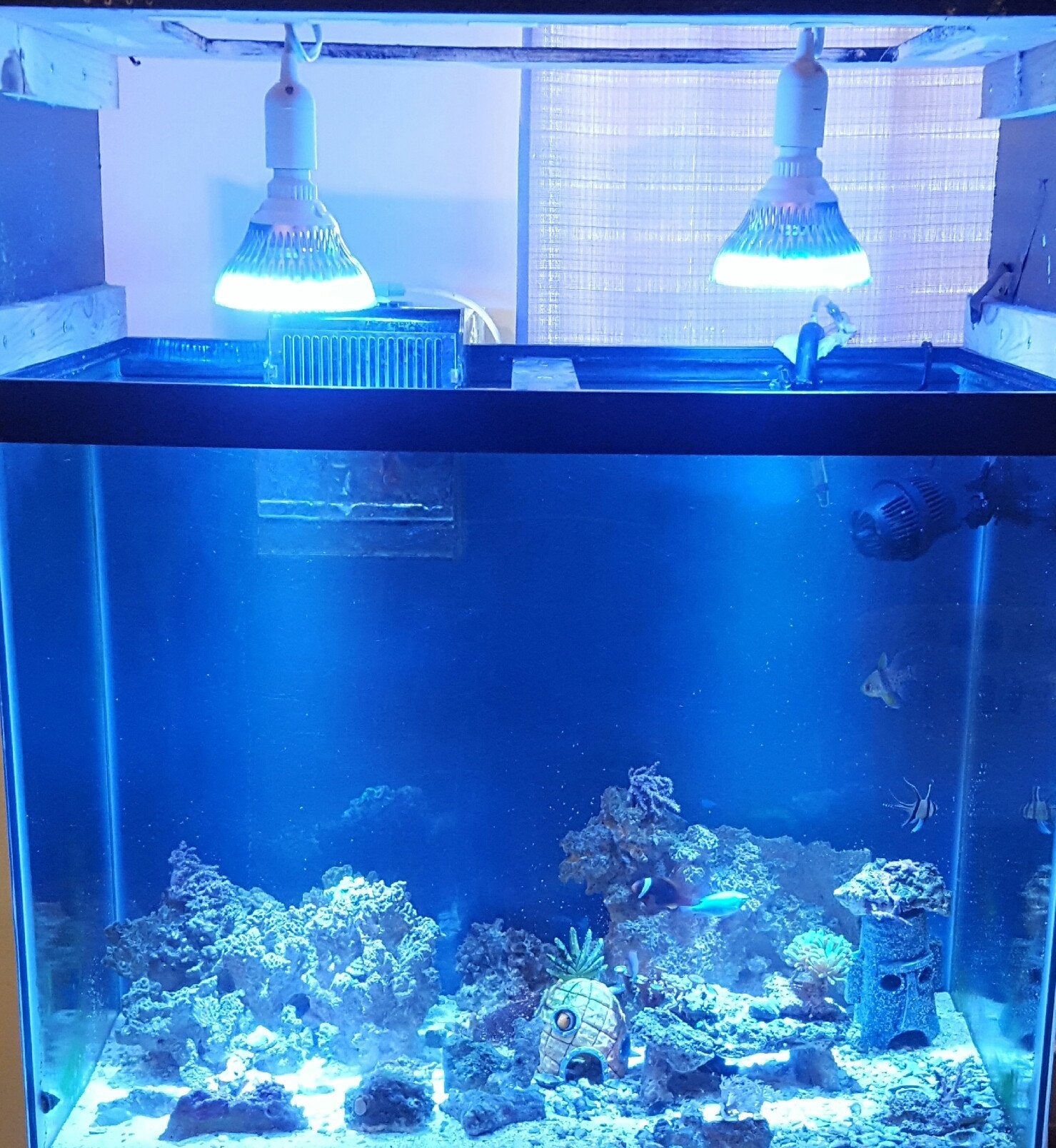ABI LED Aquarium Light Bulb, 12W, Glass, Royal Blue & White, Model GR-PAR38-12W-BW, for Freshwater & Saltwater Aquariums