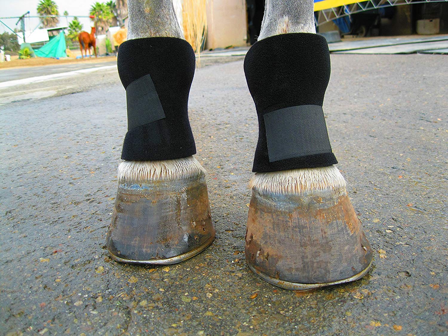 Bedsore Boots for Horses Protect Sores, Heal Faster, Veterinarian Approved, Solution for Pressure Sores, Easy to Put on and Off,