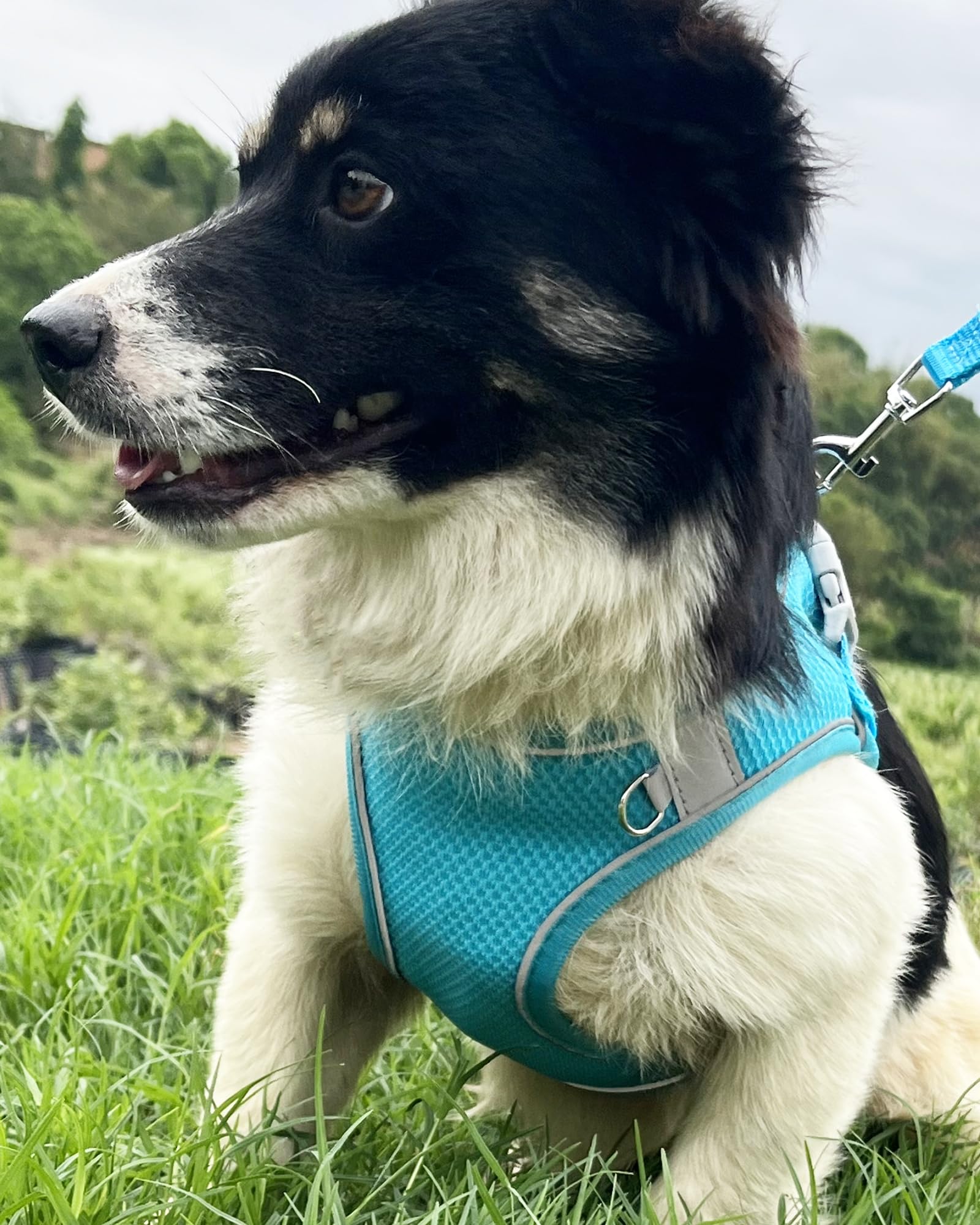 Aecllcea Puppy Harness And Leash Set Training - Dog Vest Harness For Small, Medium Dogs (Blue, L)