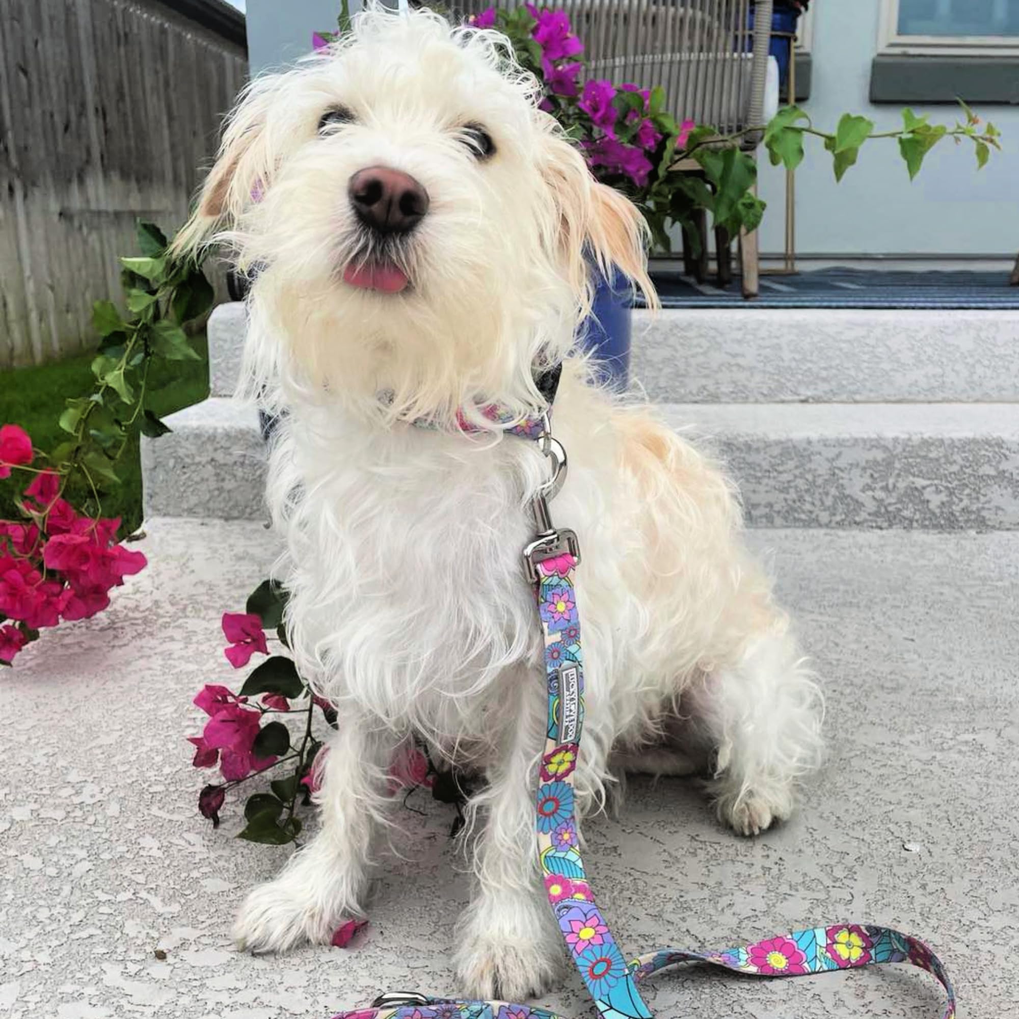 Lucky Love Dog Leash, Beautiful Flower Pattern Female Dog Leash For Large Dogs, Durable & Long Lasting (Caroline, Large)