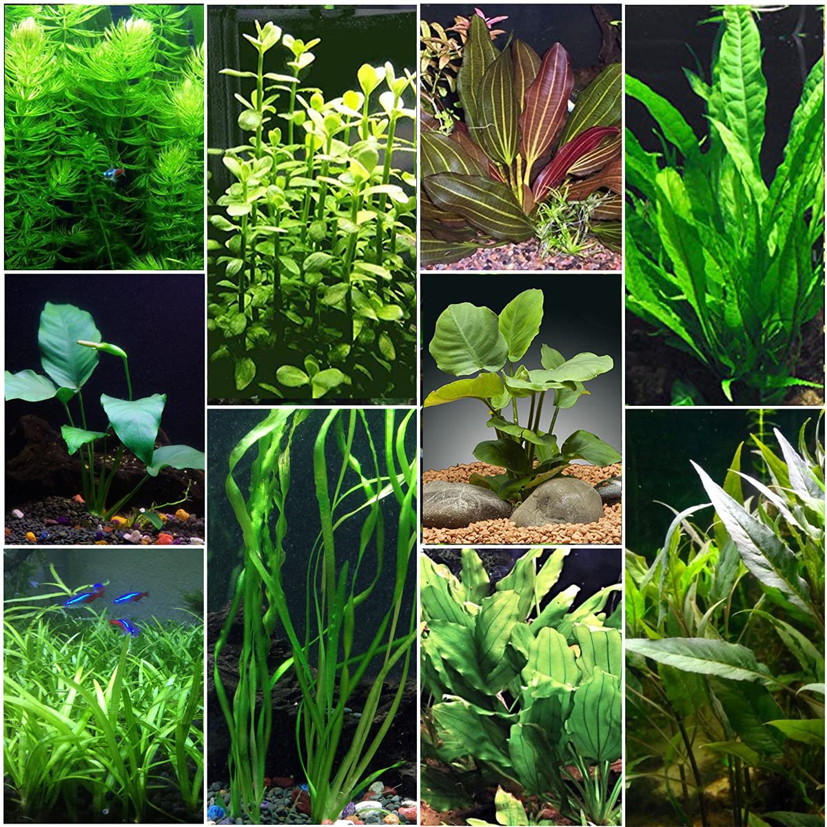 Florida 8 Species Live Aquarium Plants Bundle (8 Plant Species)