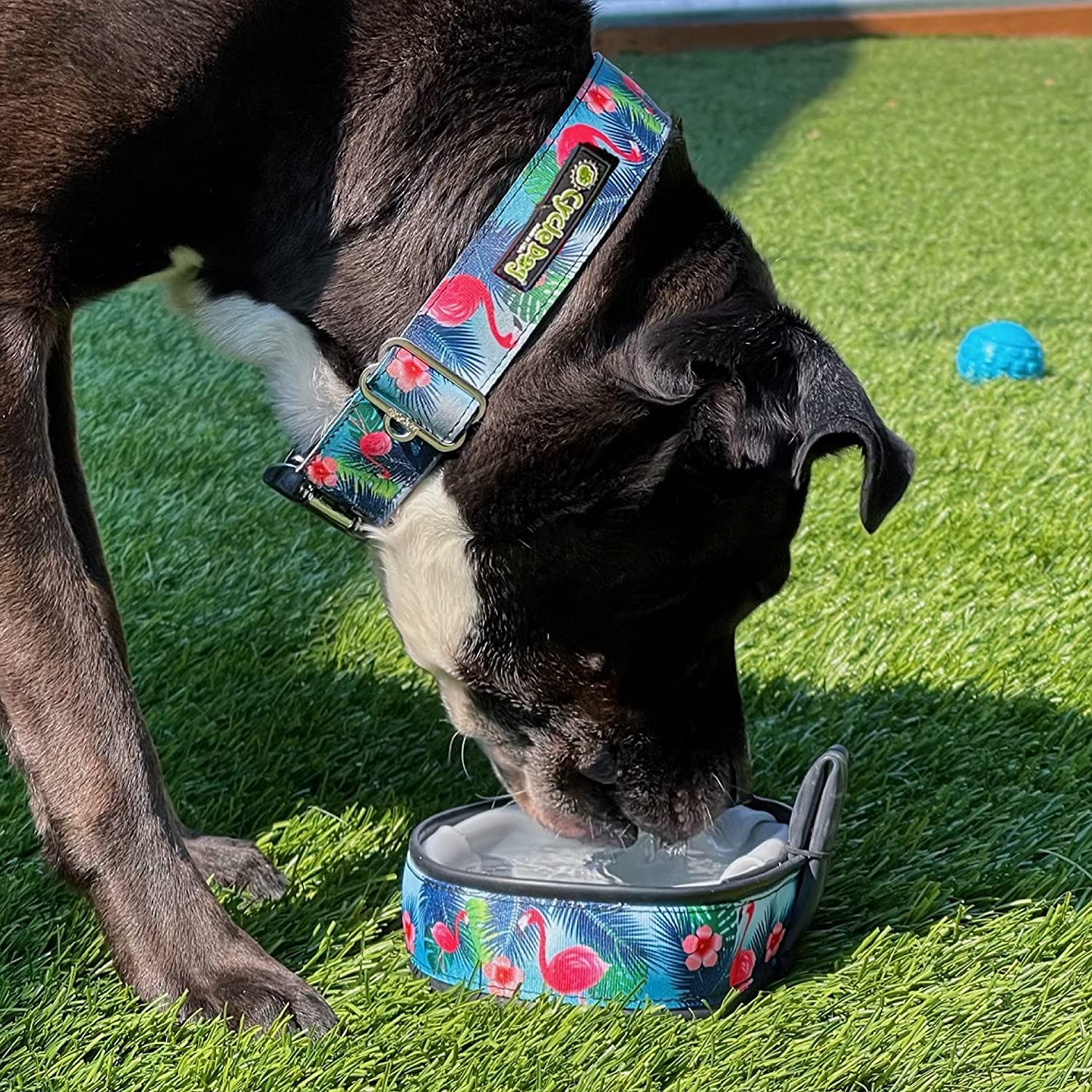 Cycle Dog Rcm-Asb-M Dog, Medium Collar, Atomic Starburst