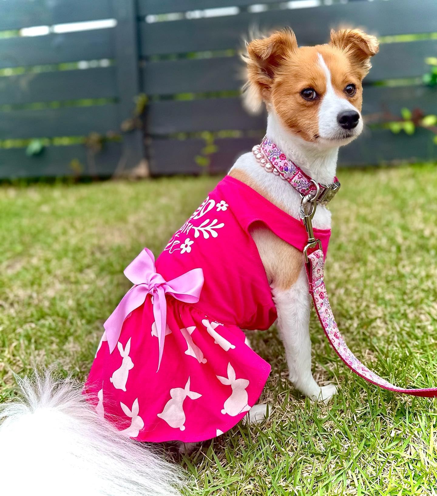 Fitwarm Eggstra Cute Easter Outfit, Bunny Dog Dress, Holiday Dog Clothes, Cat Clothing, Hot Pink, Large