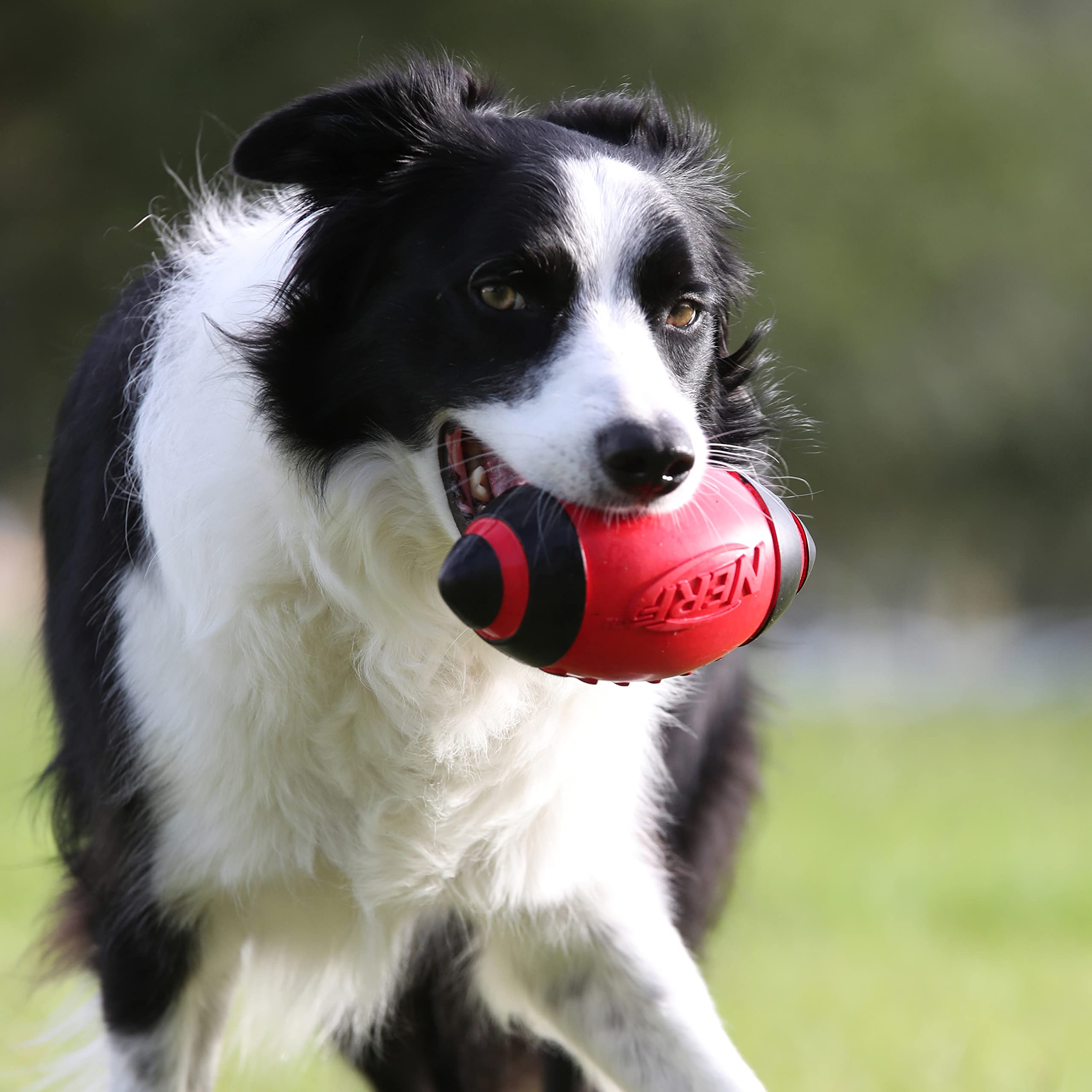 Nerf Dog Rubber Football Dog Toy With Interactive Squeaker, Lightweight, Durable And Water Resistant, 7 Inch Diameter For Medium