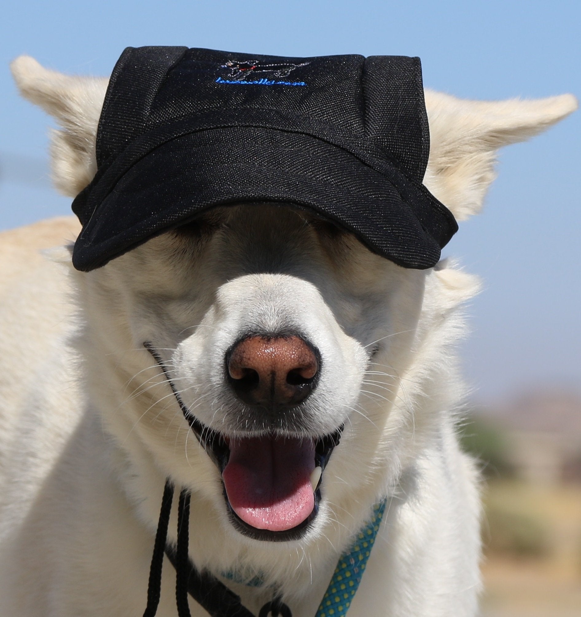 Lovewally Dog Outdoor Pet Hat Black Adjustable (Medium)