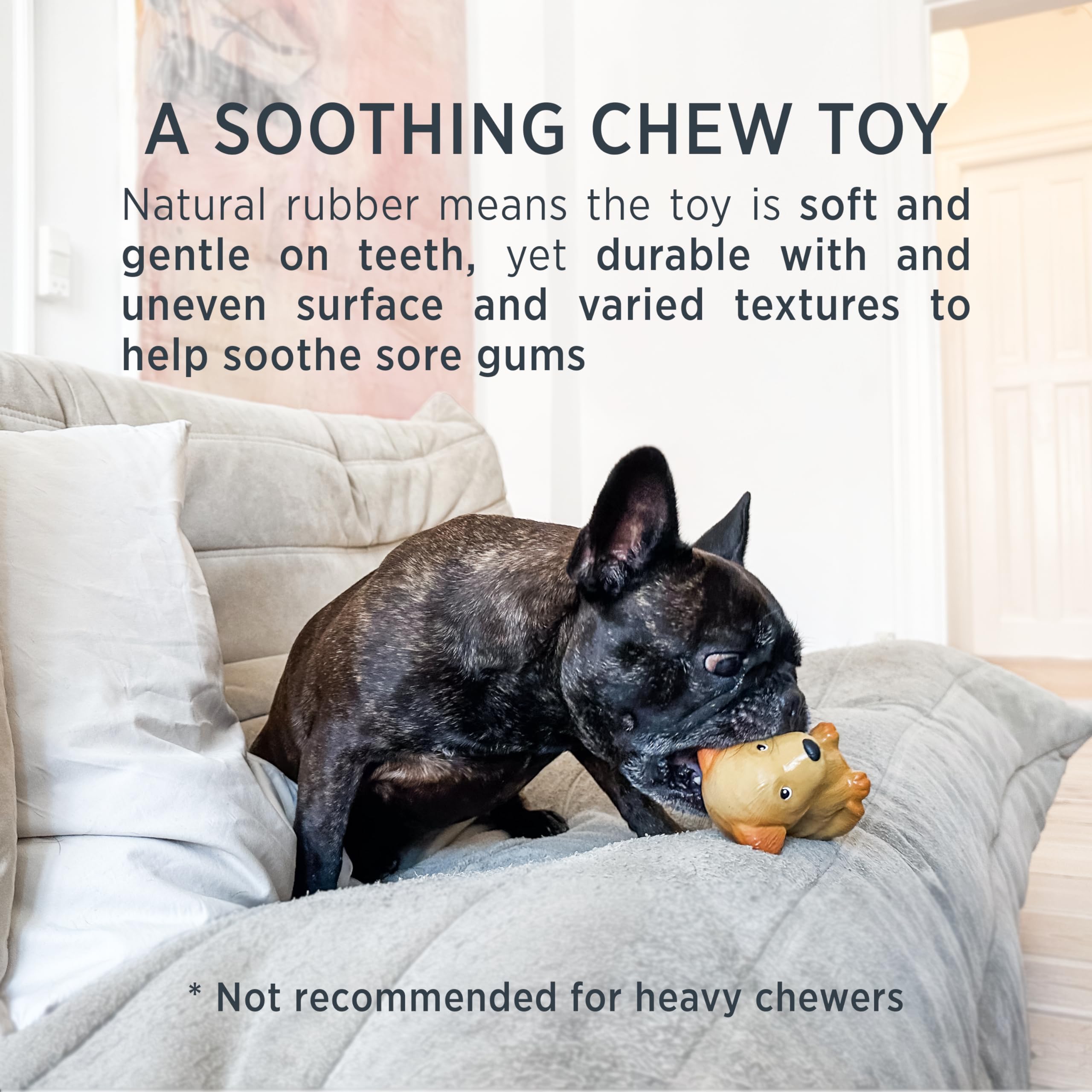 Hevea Pug Breed Collection Dog Chew Toy - Natural Rubber Teething Toy For Puppies, Small, Medium And Large Dogs - Sore Gum Relie