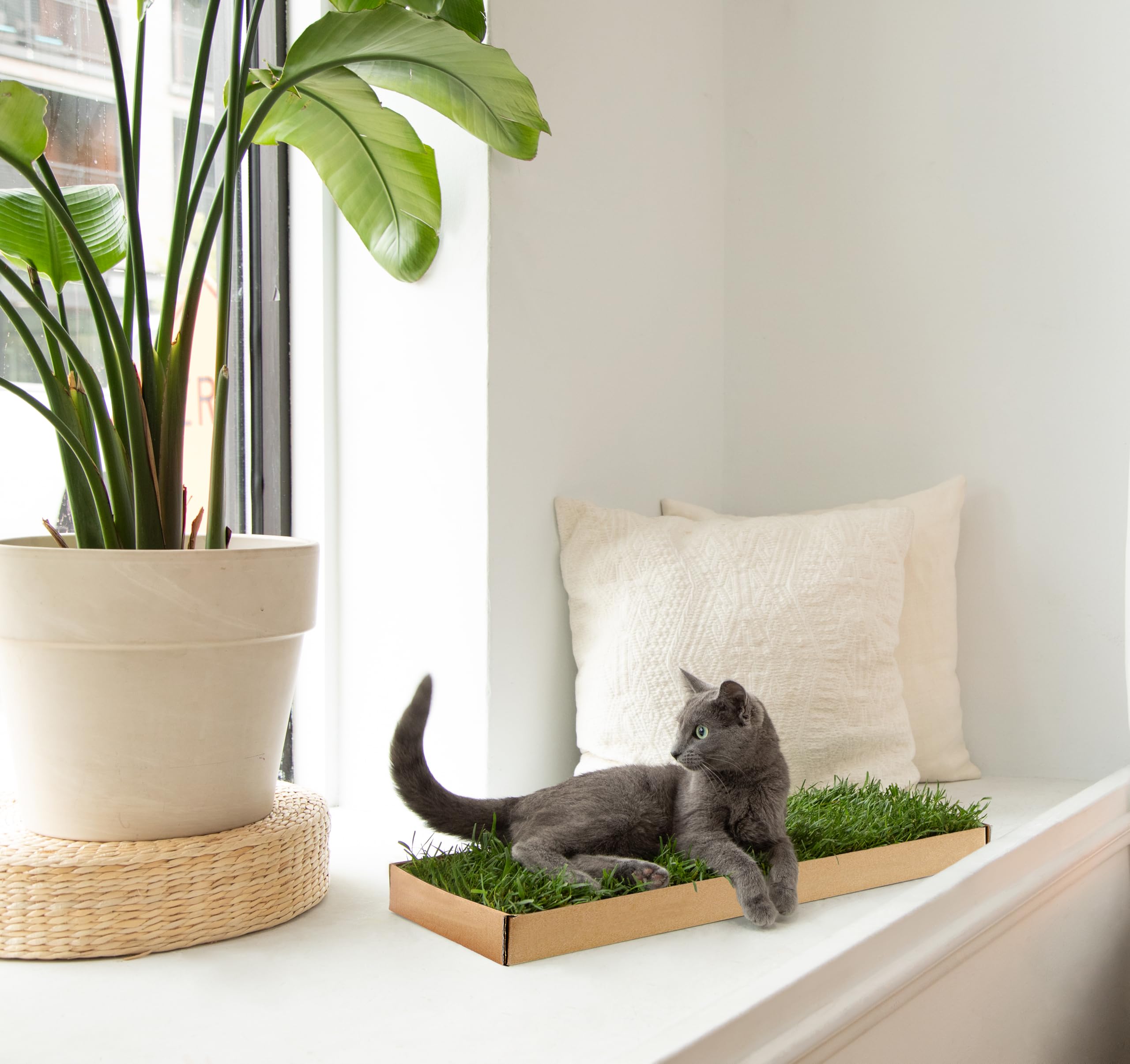 Cat Real Grass Window Bed Perch, Real Grass Cat Window Lounge Bed, Indoor Real Grass Window Bed Perch For Cat, Window Perch For Small And Large Cat, Cat Window Seat Bed For Windowsill And Bedside