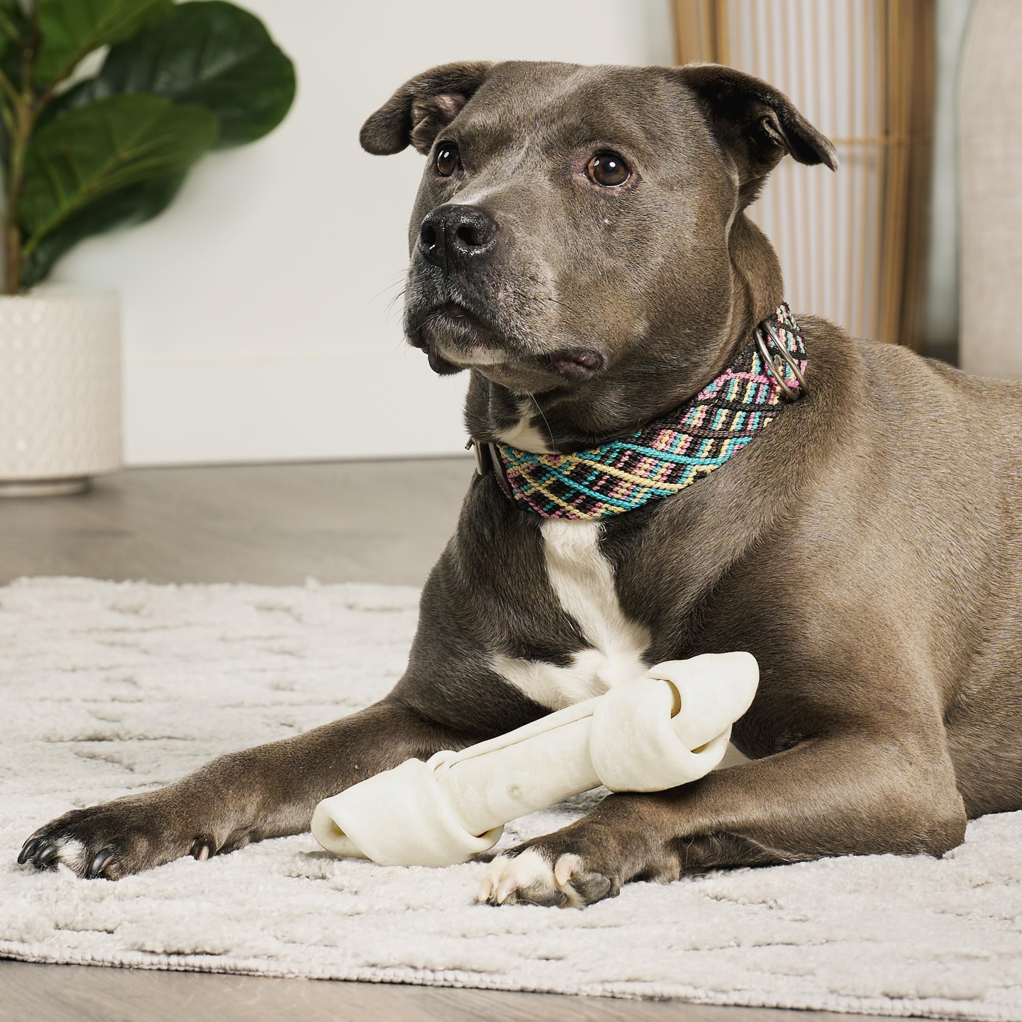 Treatly USA Beefhide Bones 7-8 Dog Chew Treats - Natural Flavor, 7 Count/1 Pack