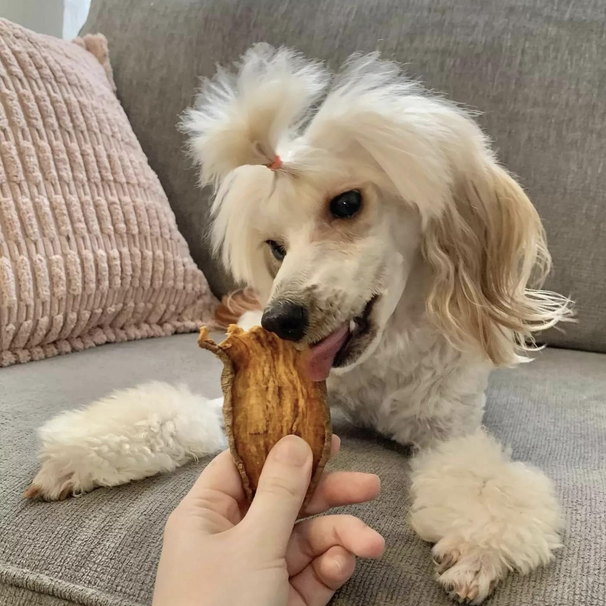 Pupford Sweet Potato Jerky Treats for Large & Small Dogs of All Ages | Made in USA, Single Ingredient & No Fillers | Dogs Love T