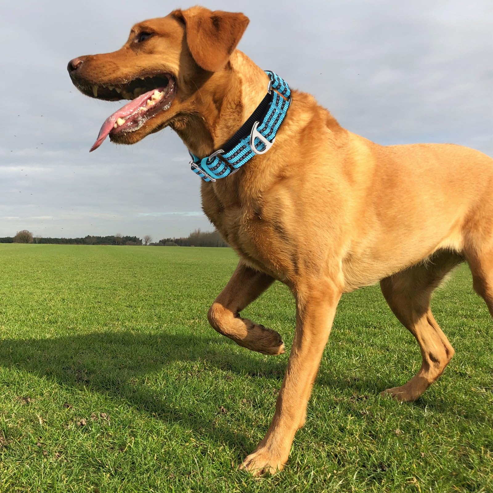 Martingale Dog Collar For Medium Dogs,Reflective Nylon No Pull Choke Collar With Padded Heavy-Duty Metal D-Ring No Buckle For Ni