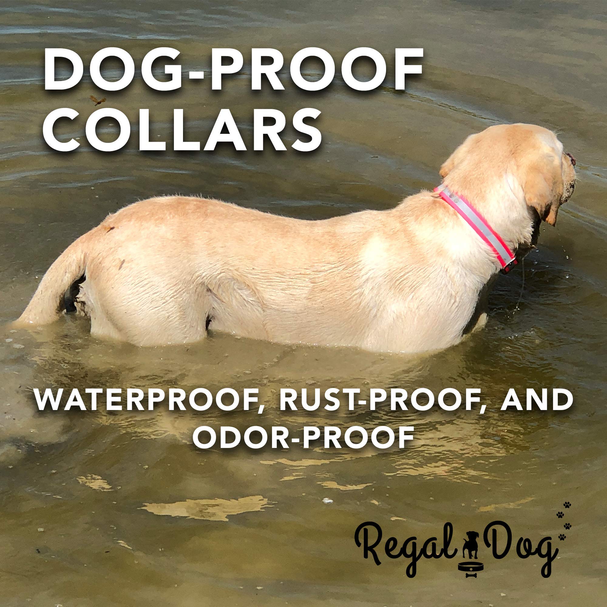 Regal Dog Products Medium Red Heavy Duty Reflective Dog Collar With Durable Metal Buckle And D Ring Adjustable, Chew Proof & Wat