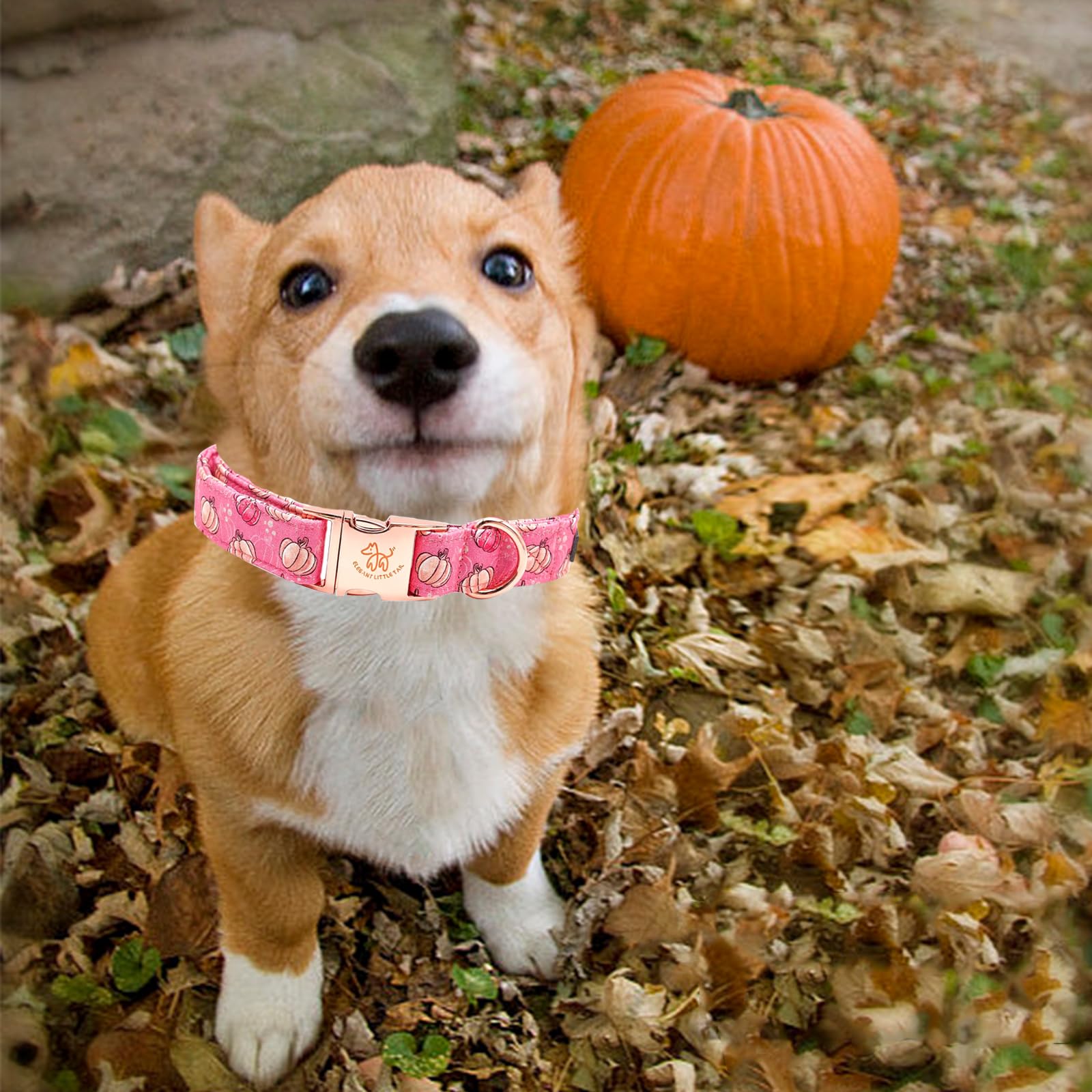 Elegant Little Tail Halloween Dog Collar - Pumpkin Print, Cotton With Metal Buckle, Adjustable For Small Dogs
