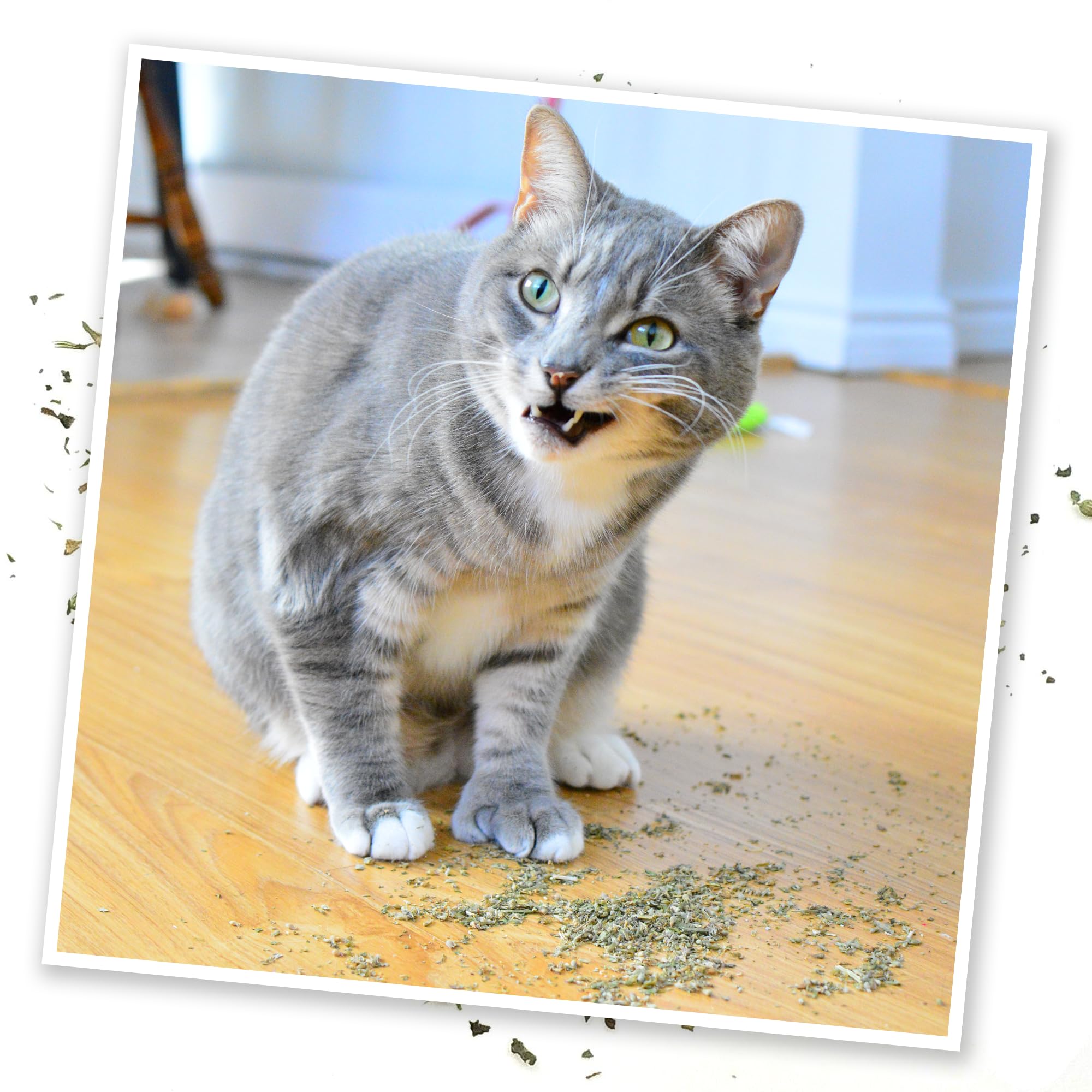Meowijuana Purrple Passion - Premium Silvervine and Catnip Blend - Purrfect Gift For Cats, Kitties, Felines, and Cat Lovers