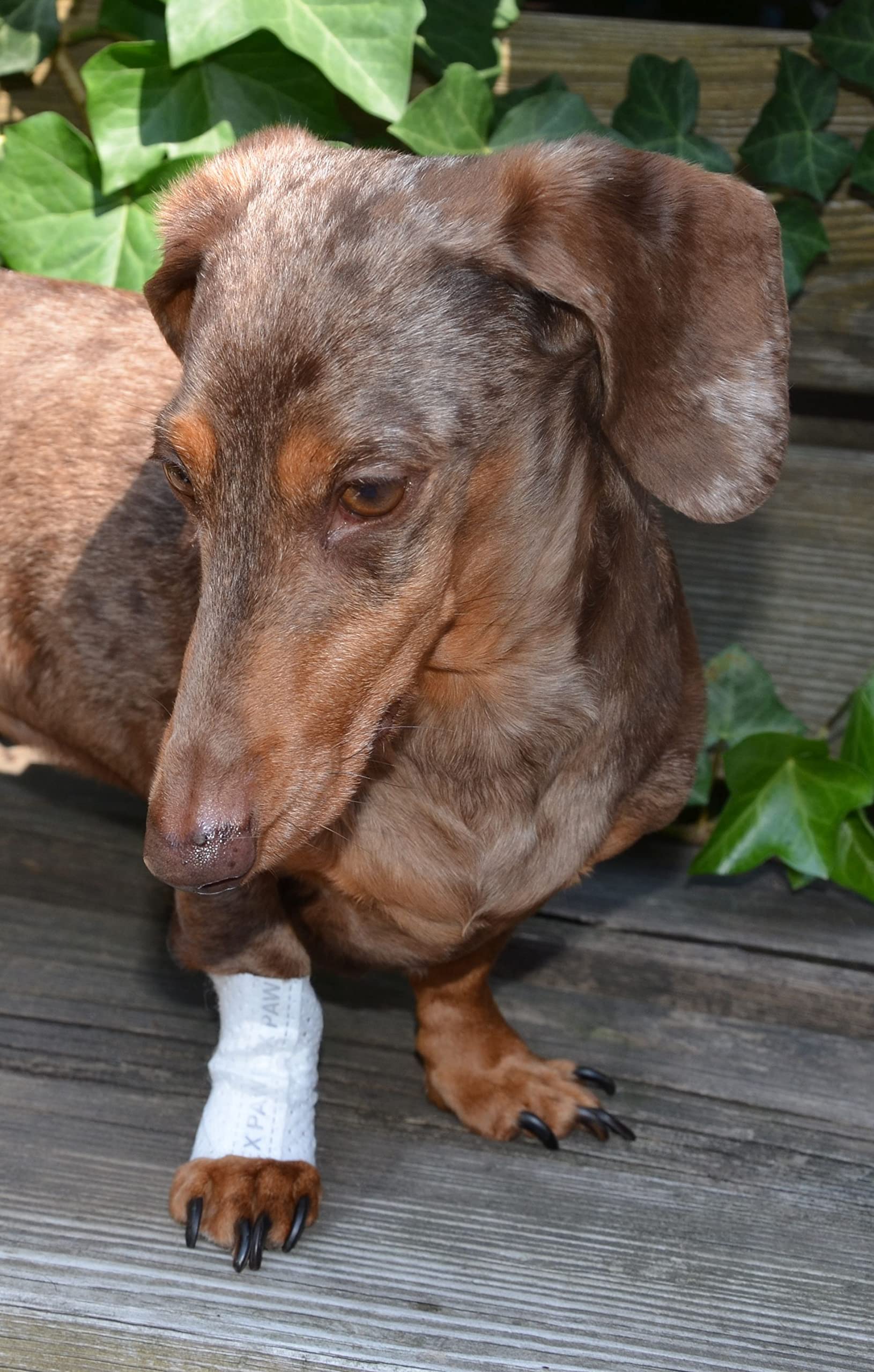 PawFlex Protective Sleeve Tubular Cover - Bandages - for Dogs Cats and Other Pets First Aid Wound Care Comfortable Non-Adhesive