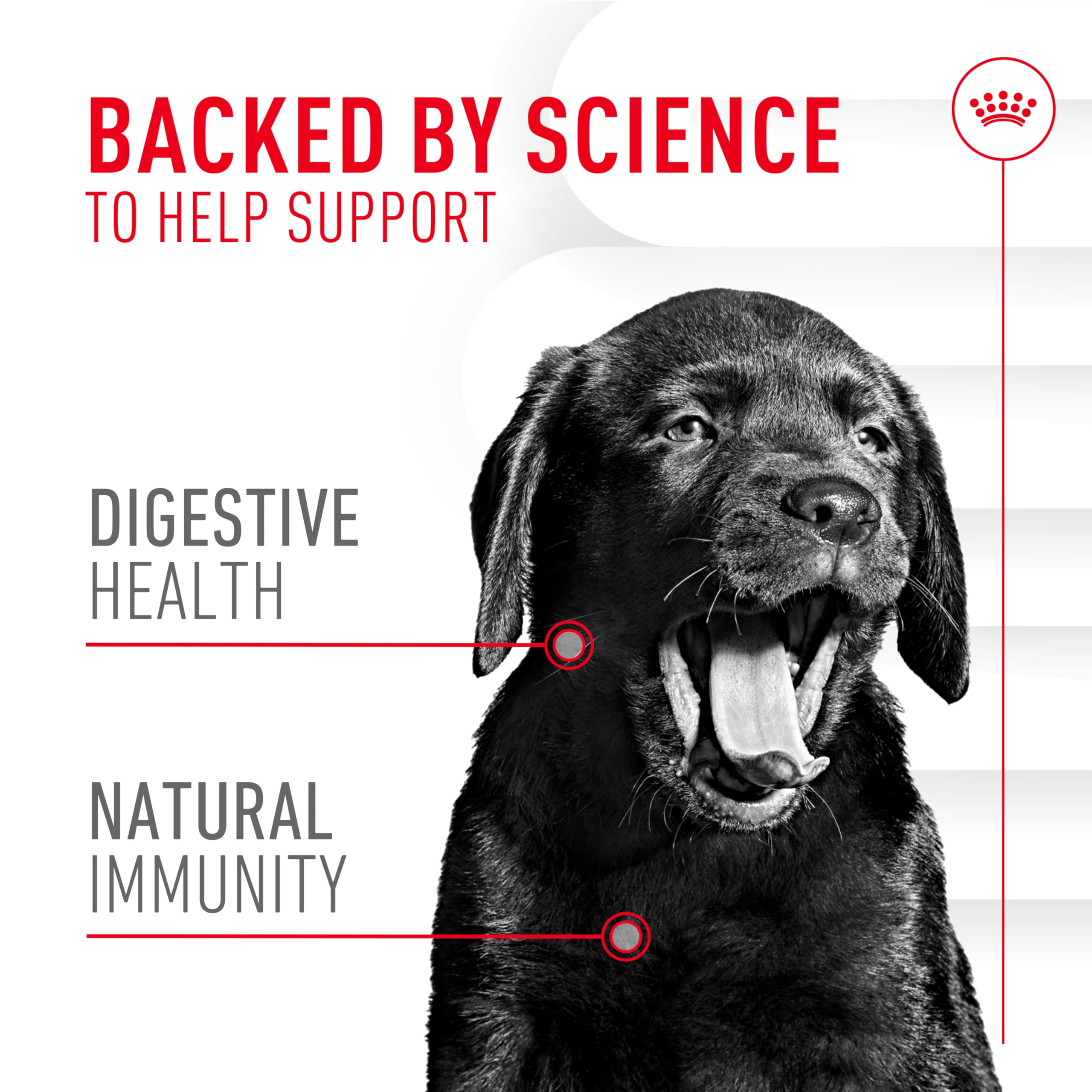 Royal Canin Puppy Supplement Immunity & Digestion Chew Pouch 5.29 oz (60 Count)