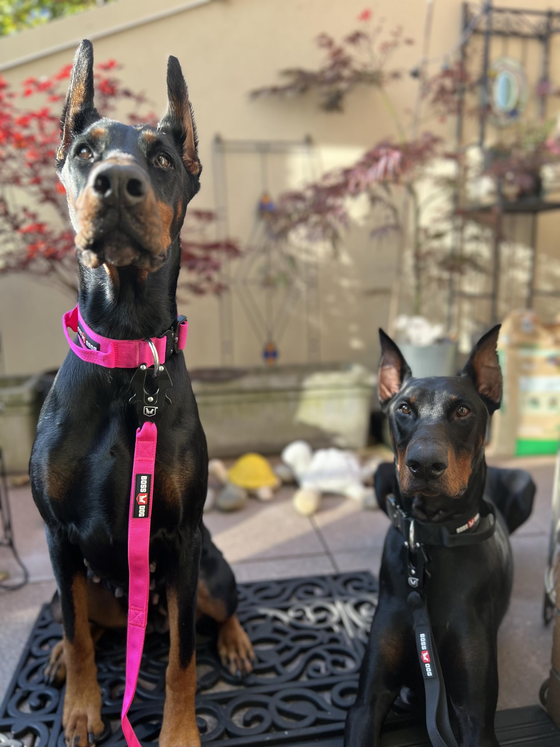 Boss Dog Tactical Collar, Hot Pink, X-Large
