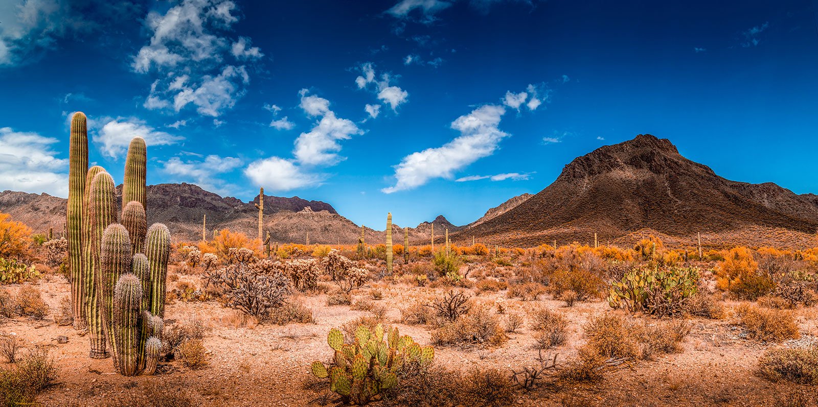 Bannersnstands Reptile Habitat, Terrarium Background, Blue Sky With Mountains & Cactus - (Various Sizes) (20' H X 94' W)