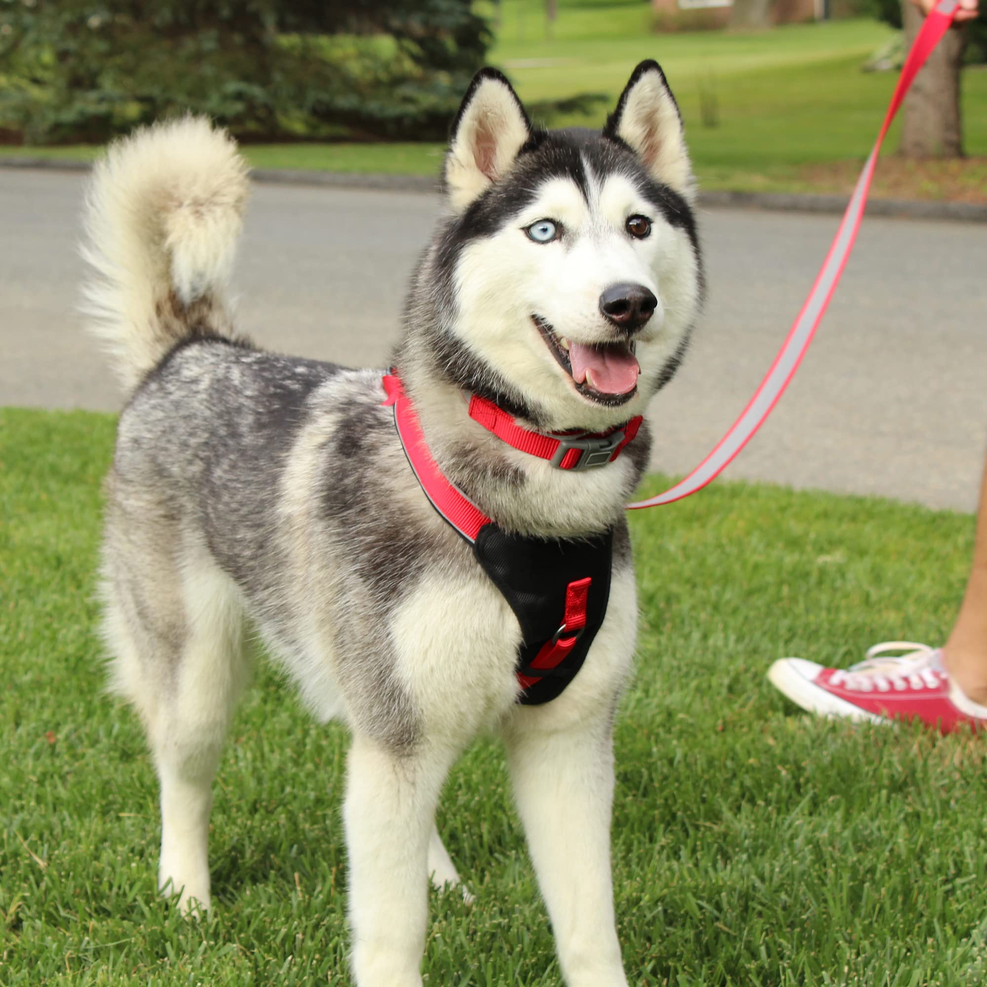 Pawtitas Reflective Dog Harness Padded Dog Harness Provides Comfort Control For A Walk Or Running Great Pet Accessories Dog Vest Xs Extra Small Grey Dog Harness