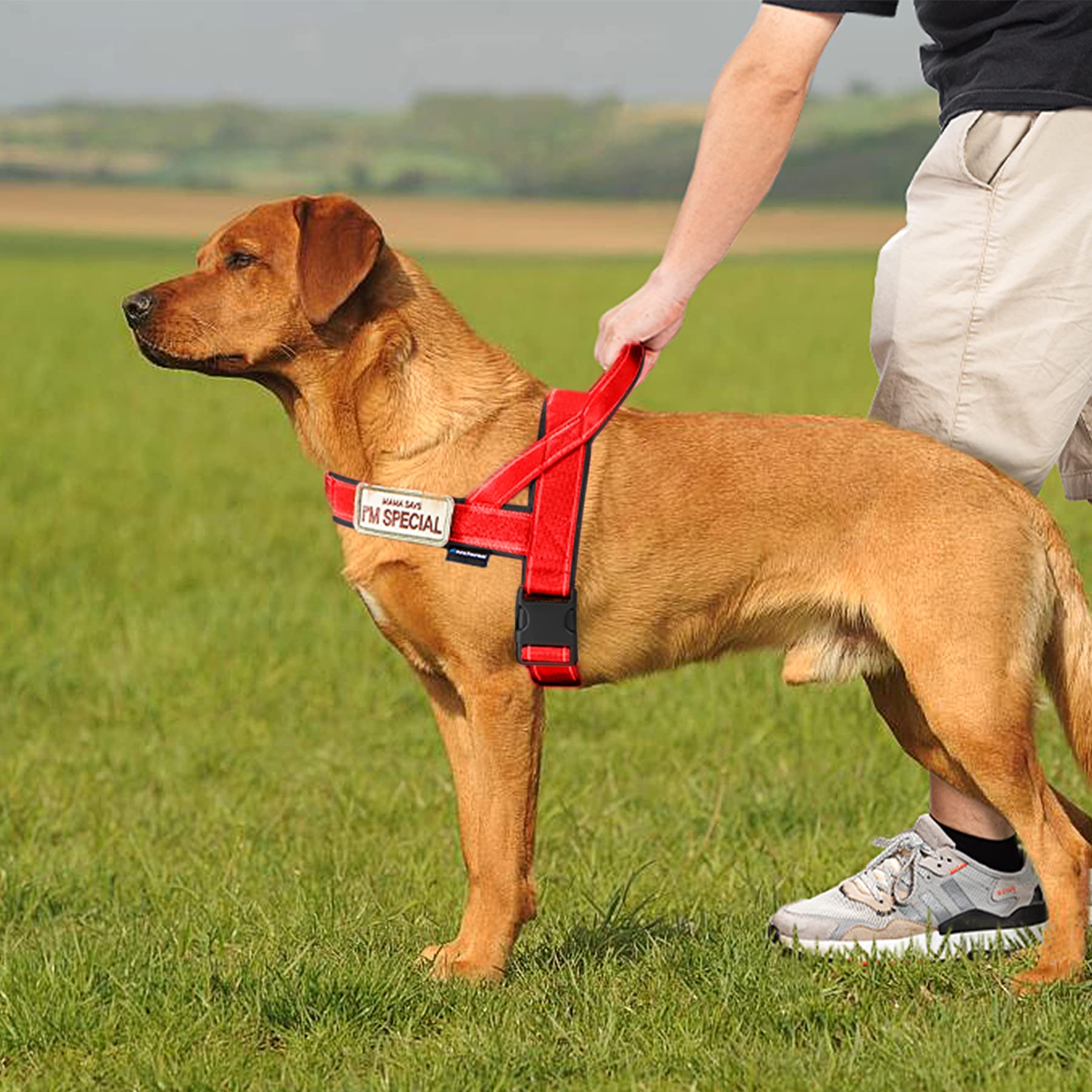 Annchwool No Pull Dog Harness with Soft Padded Handle,Reflective Strip Escape Proof and Quick Fit to Adjust Dog Harness,Easy for