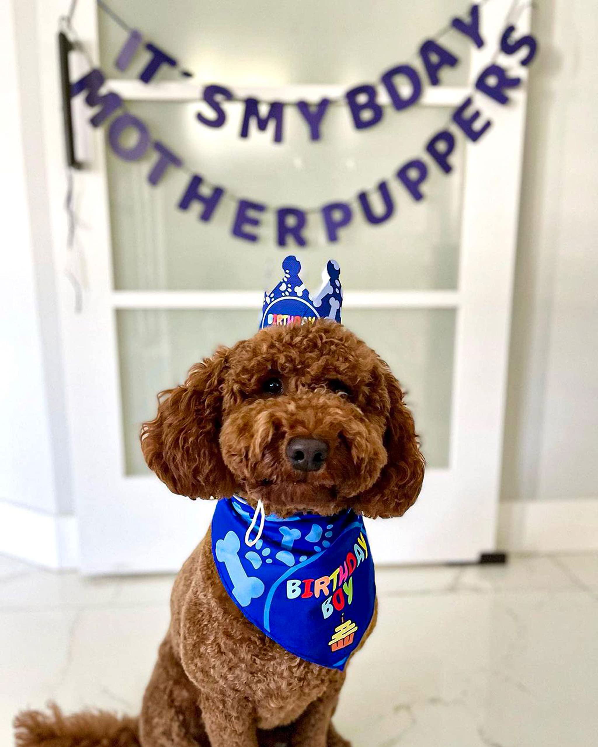 Odi Style Dog Birthday Party Decorations - Bday Bandana Set - Birthday Boy Bandana For Small Dogs, Puppy, Party Hat, Crown And C