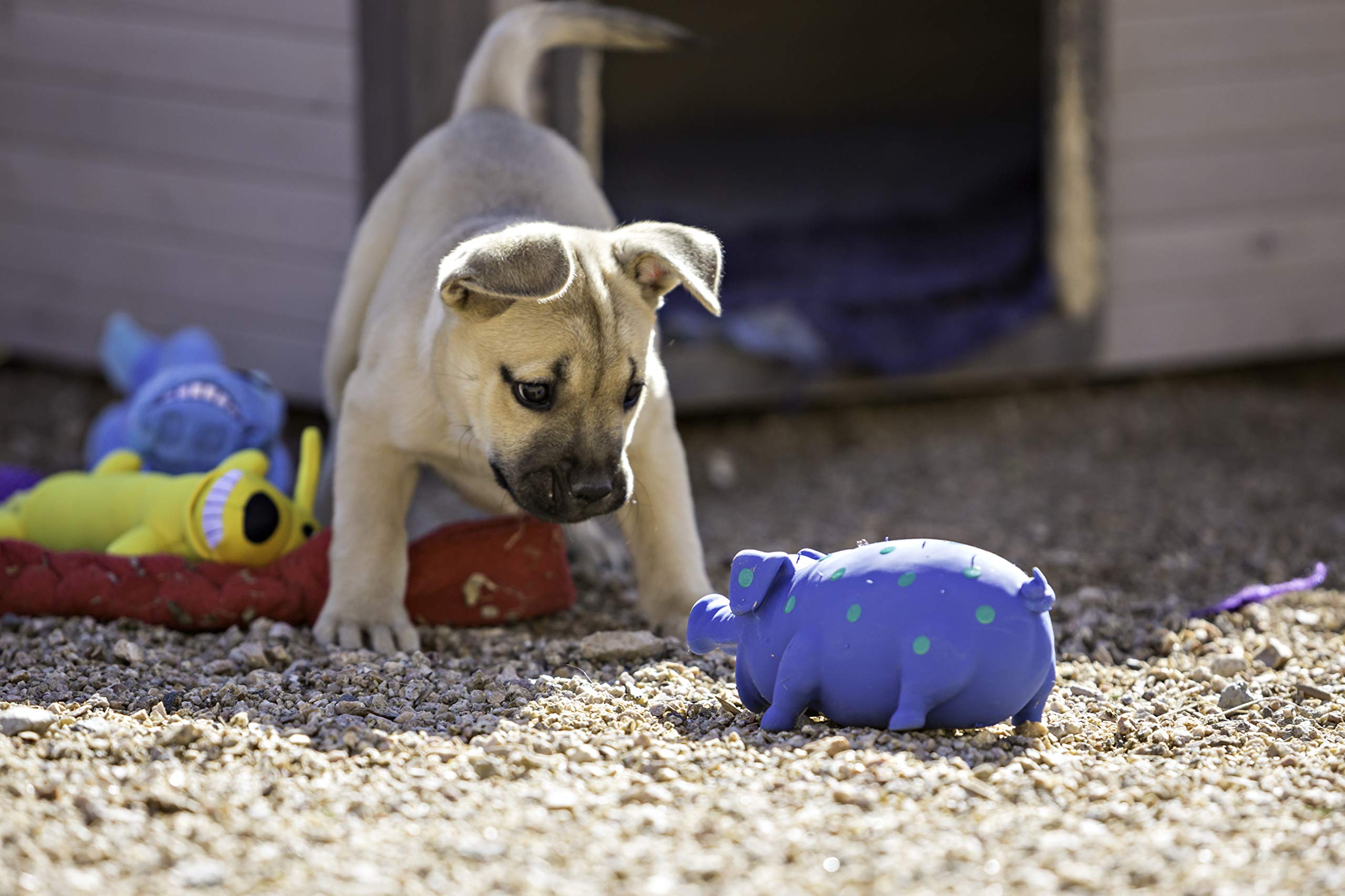 Dog Toy, Plush Grunting Pig