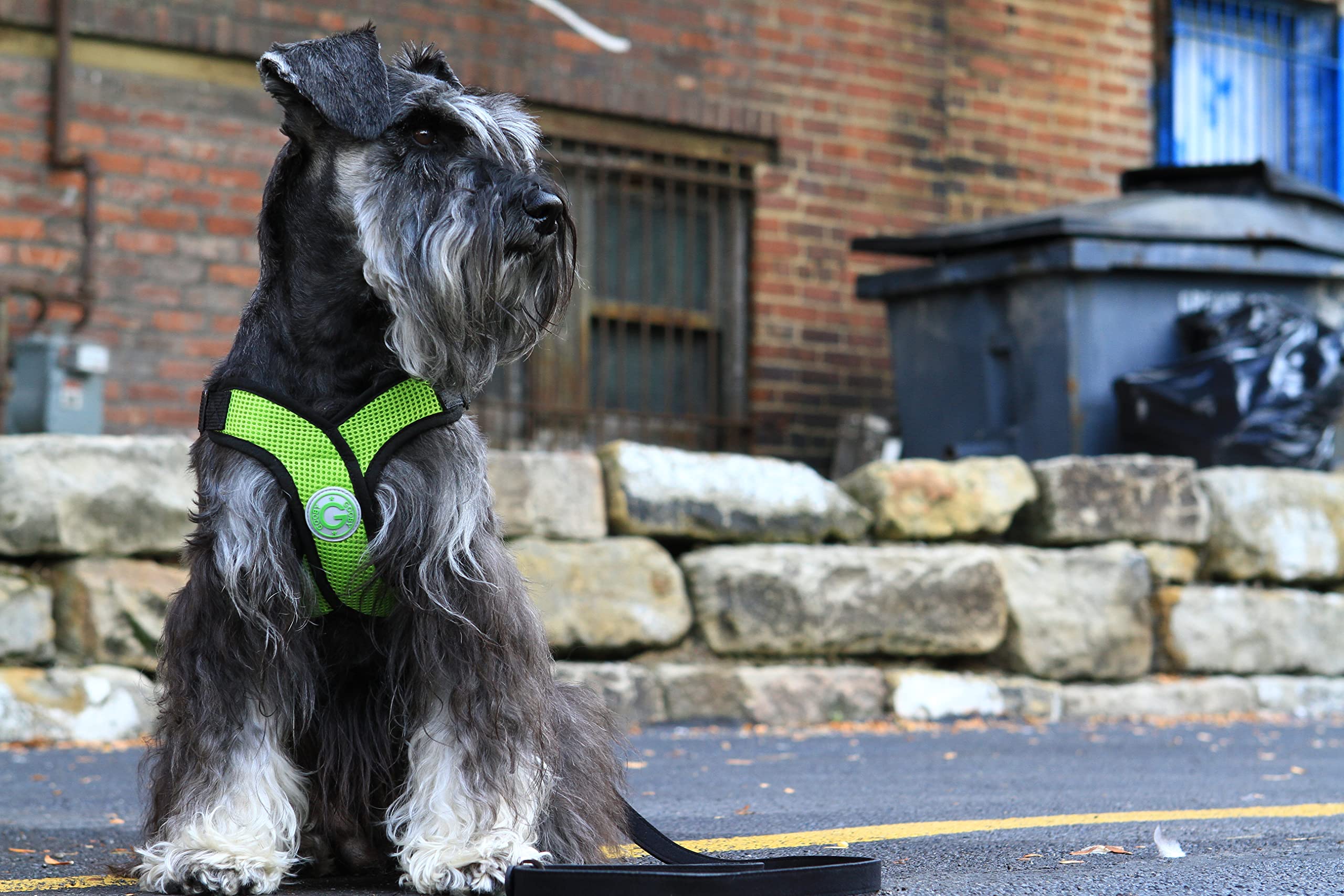 Gooby Comfort X Head In Harness, X-Large, Green - No Pull Choke-Free Dog Harness for Medium & Small Dogs